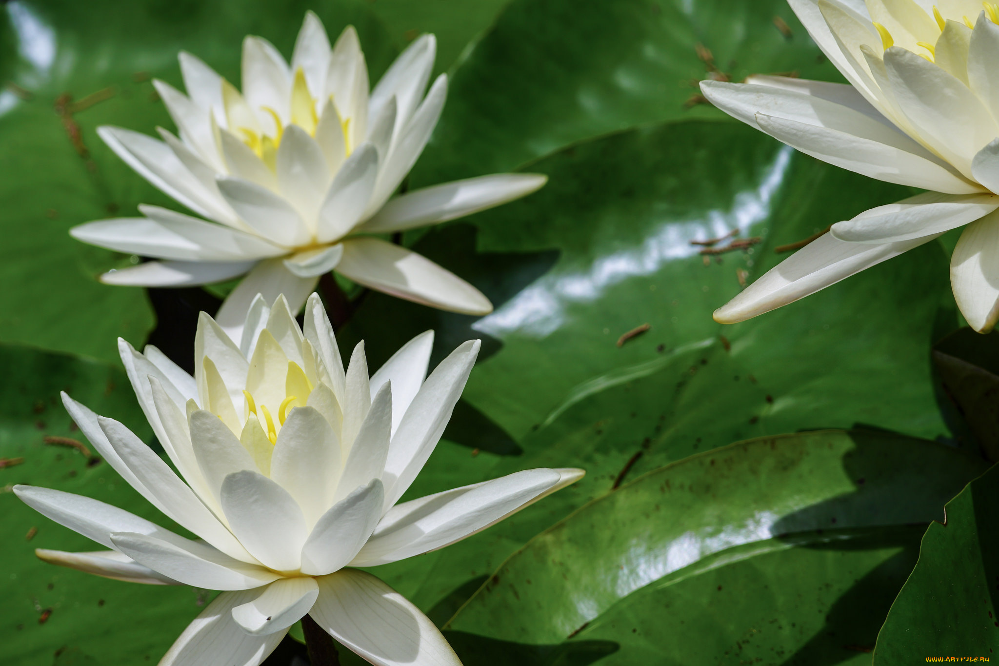 цветы, лилии, водяные, , нимфеи, , кувшинки, листья, вода, шары, кувшинки