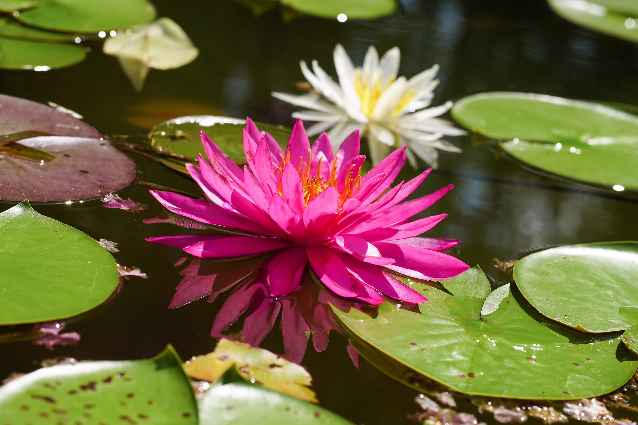цветы, лилии, водяные, , нимфеи, , кувшинки, цветение, водяные, лилии, листья, вода