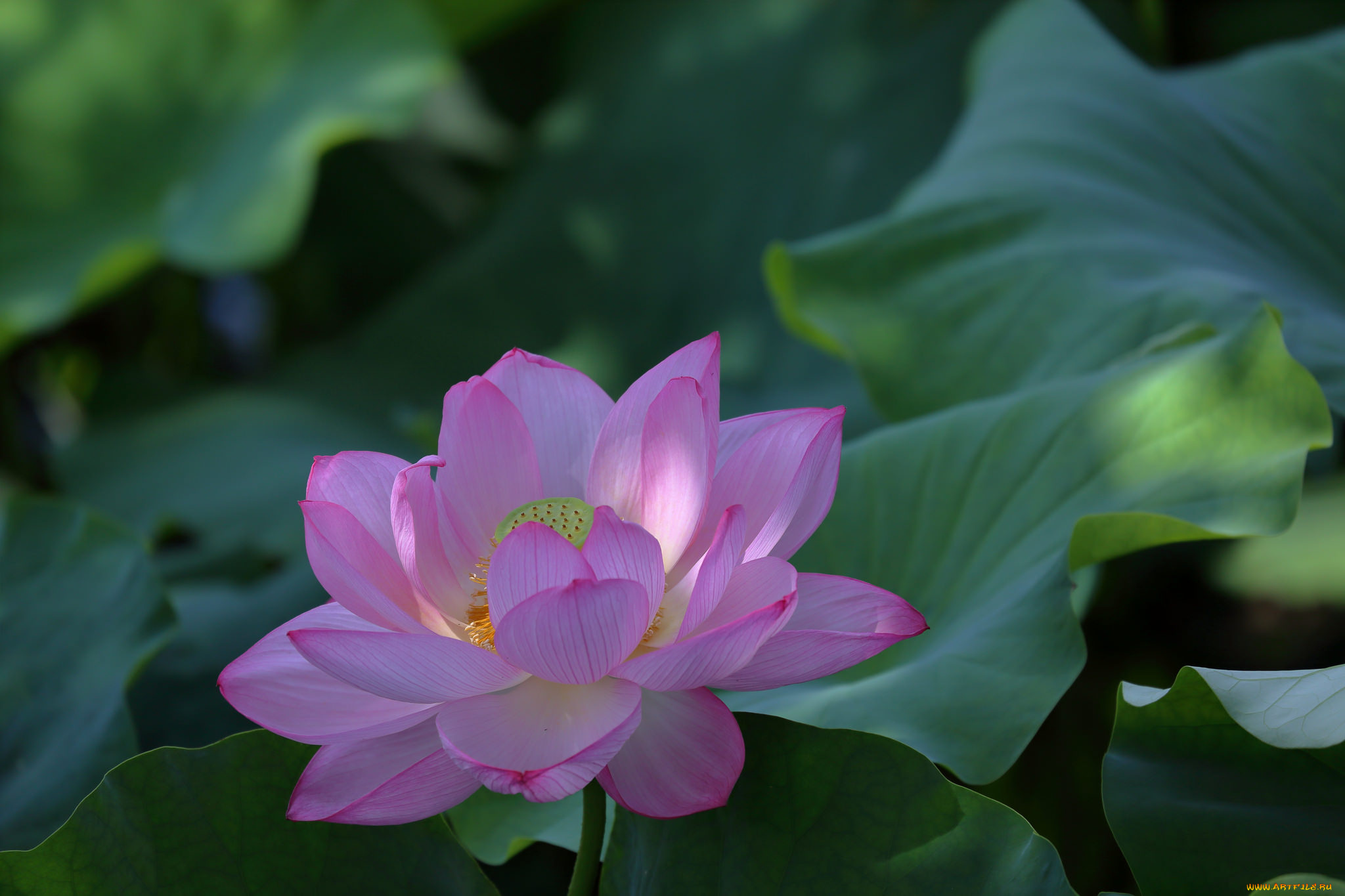 цветы, лотосы, цветение, лотос, лепестки