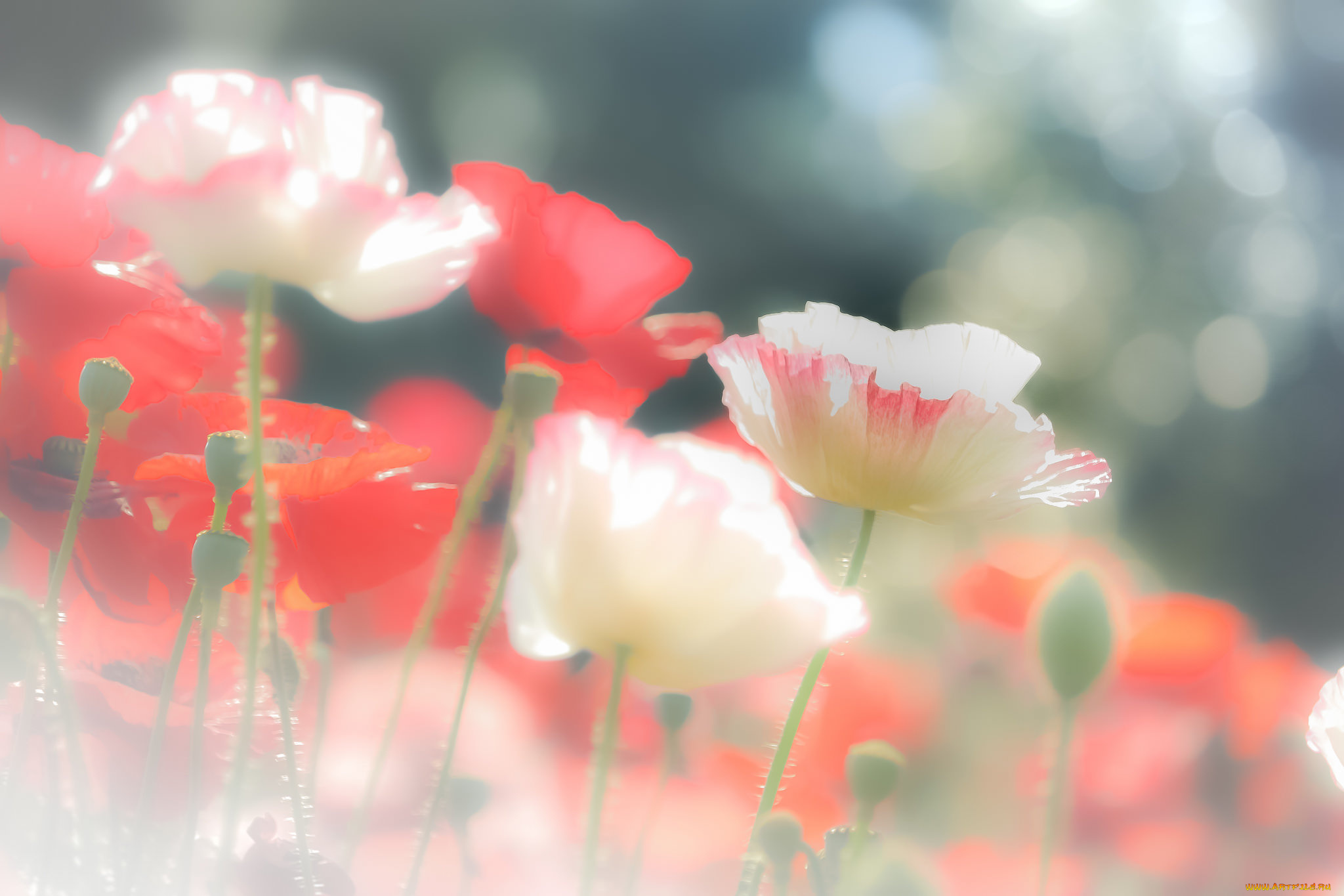 цветы, маки, мак, природа, поле, луг, лепестки