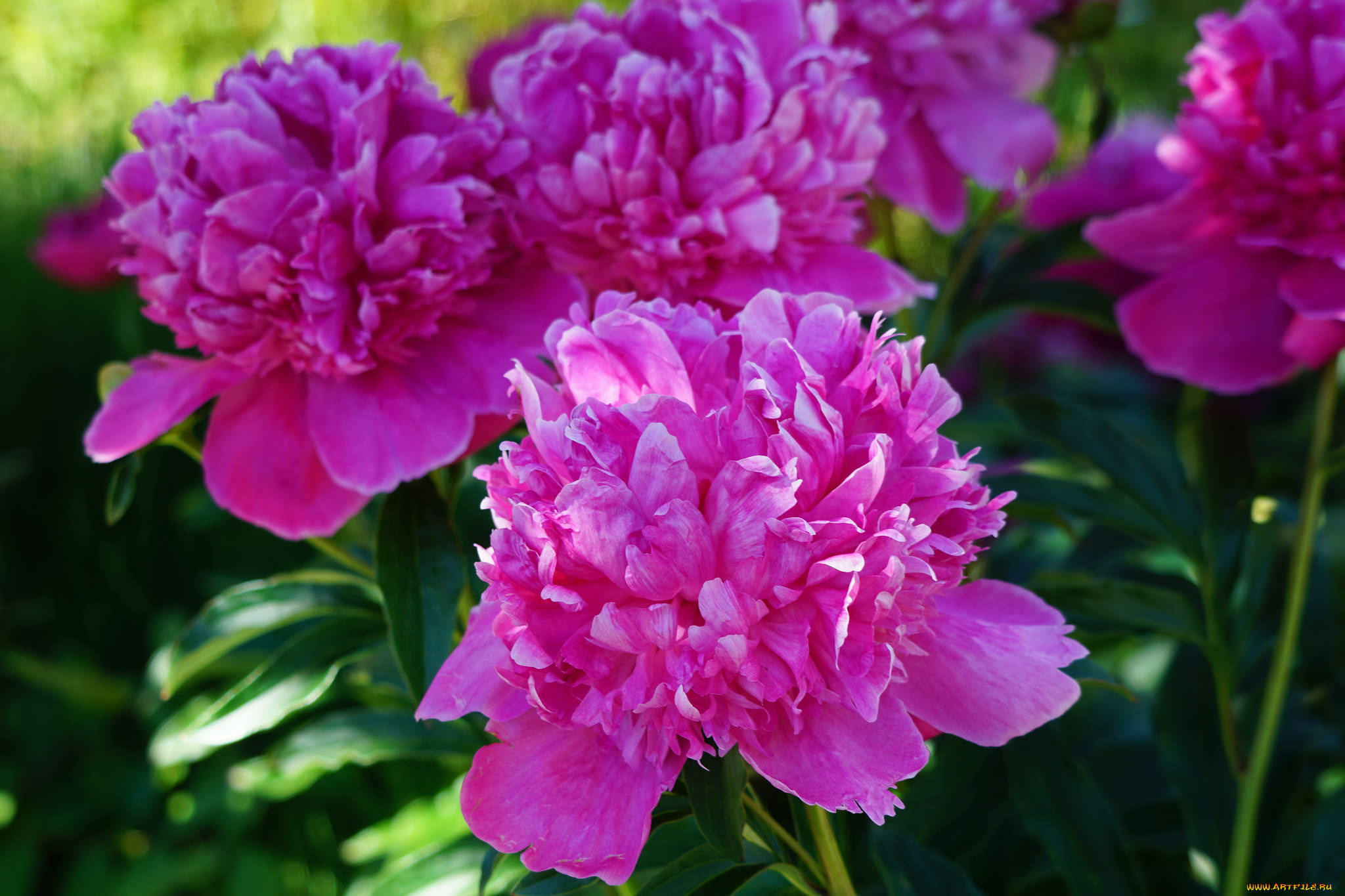 цветы, пионы, куст, цветение, листья, лепестки