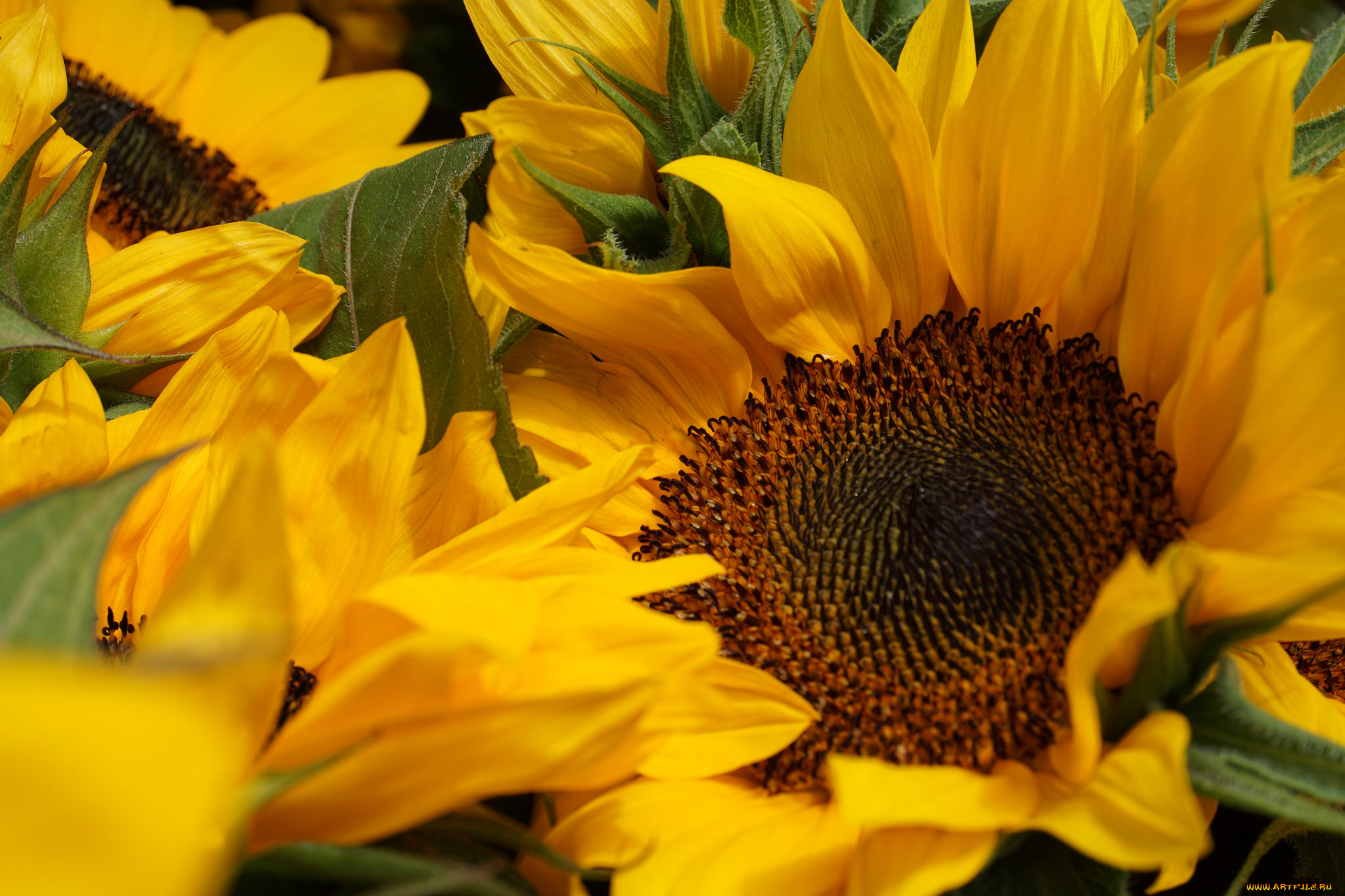 цветы, подсолнухи, лепестки, цветки, цветение, подсолнух