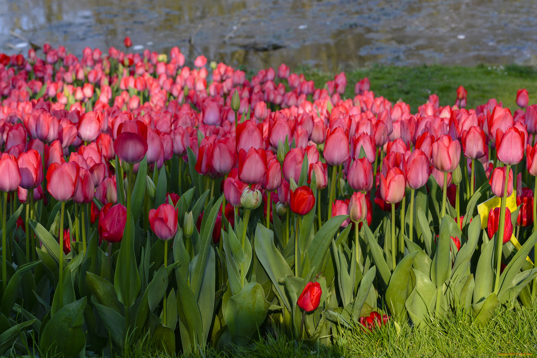 цветы, тюльпаны, цветение, разноцветные, много, лепестки
