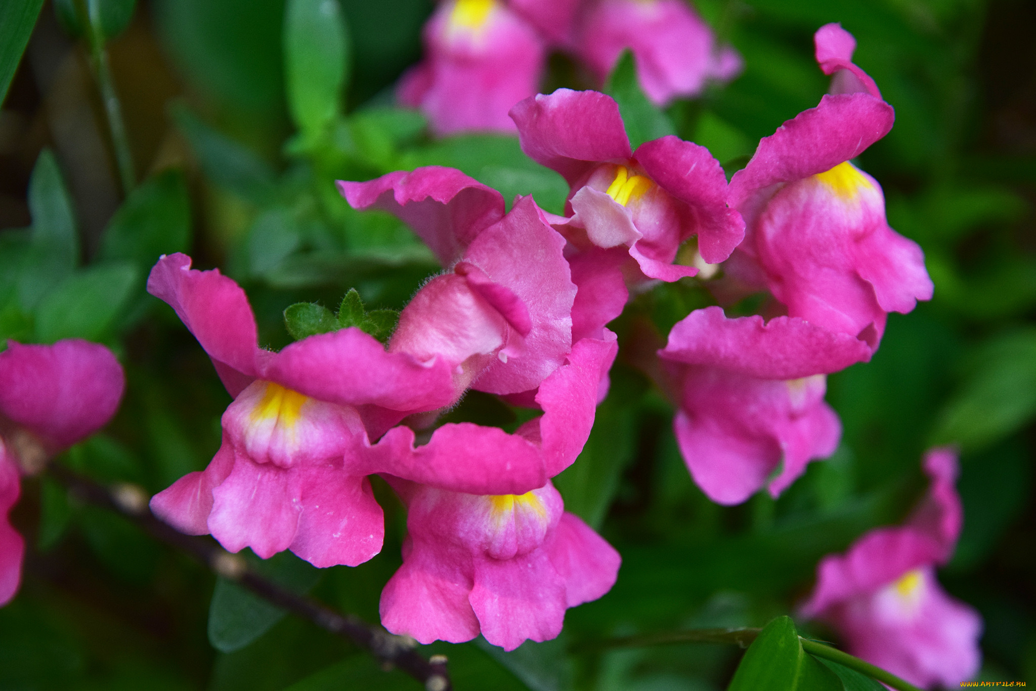 львиный, зев, цветы, листики, цветение, собачки