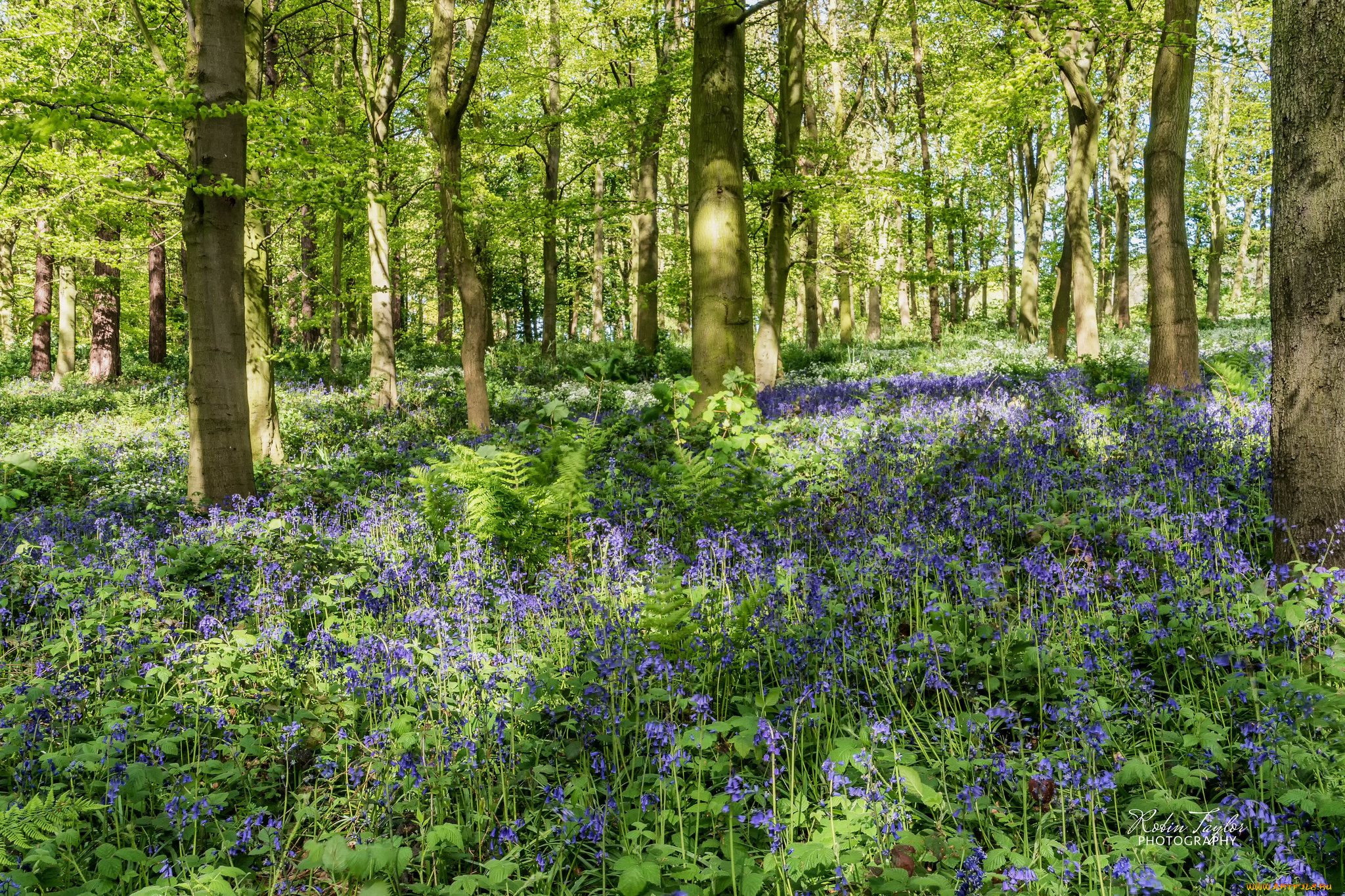 природа, лес, деревья