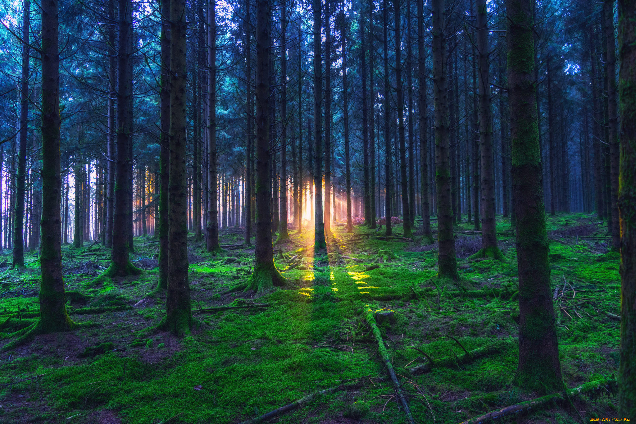 природа, лес, деревья