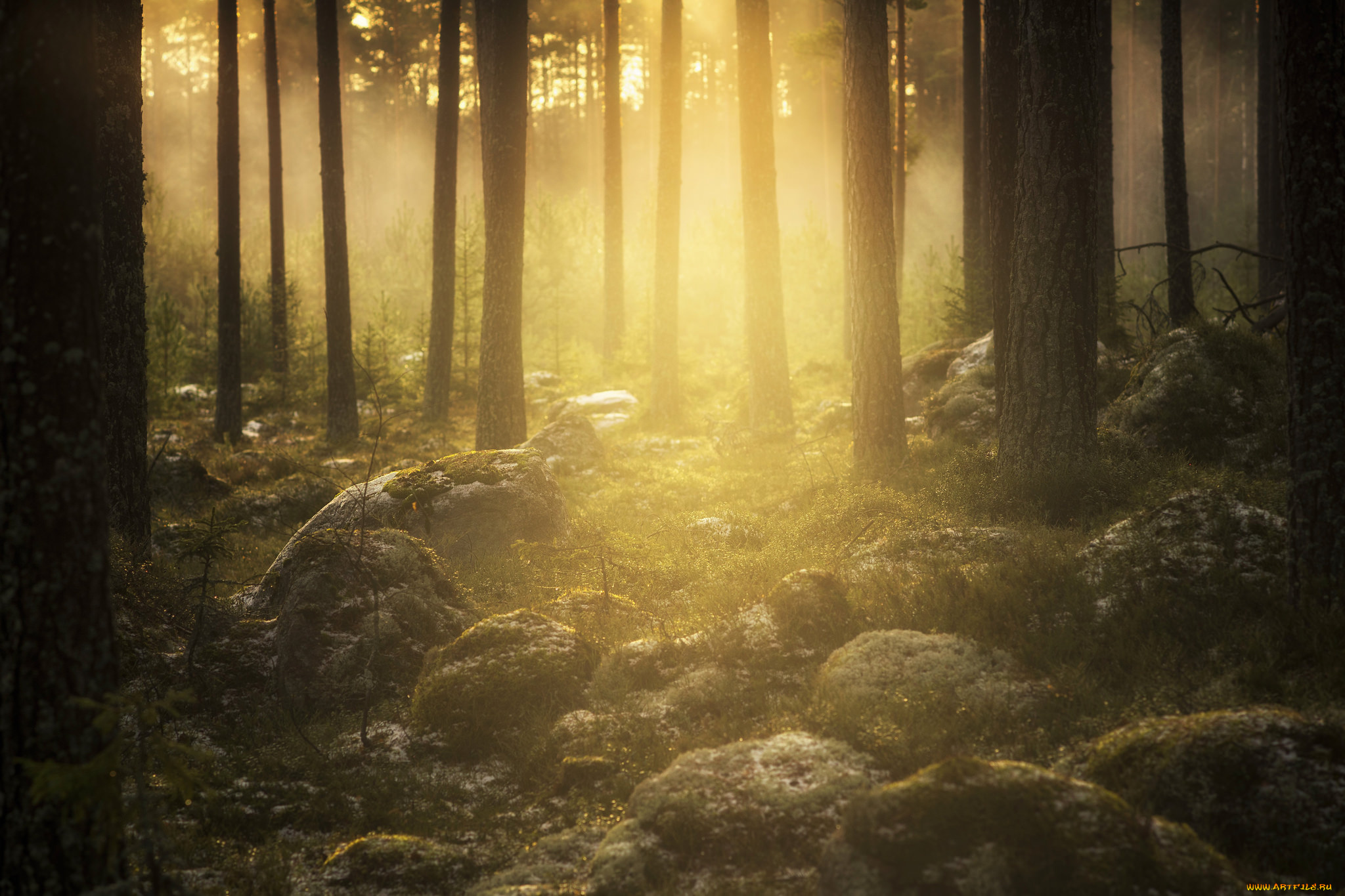 природа, лес, деревья