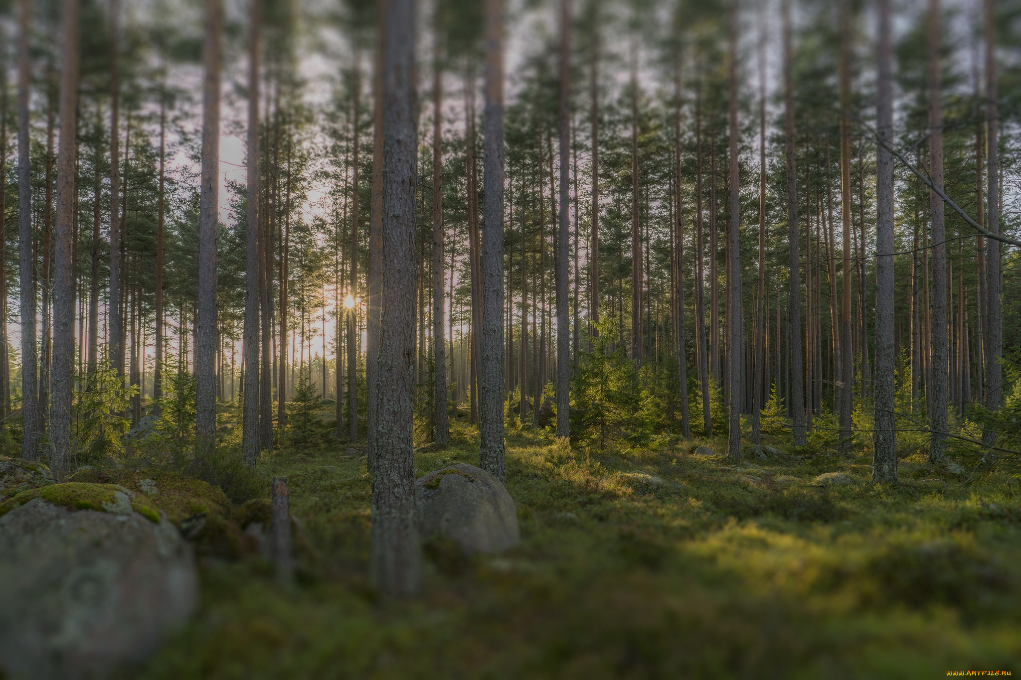 природа, лес, тракт