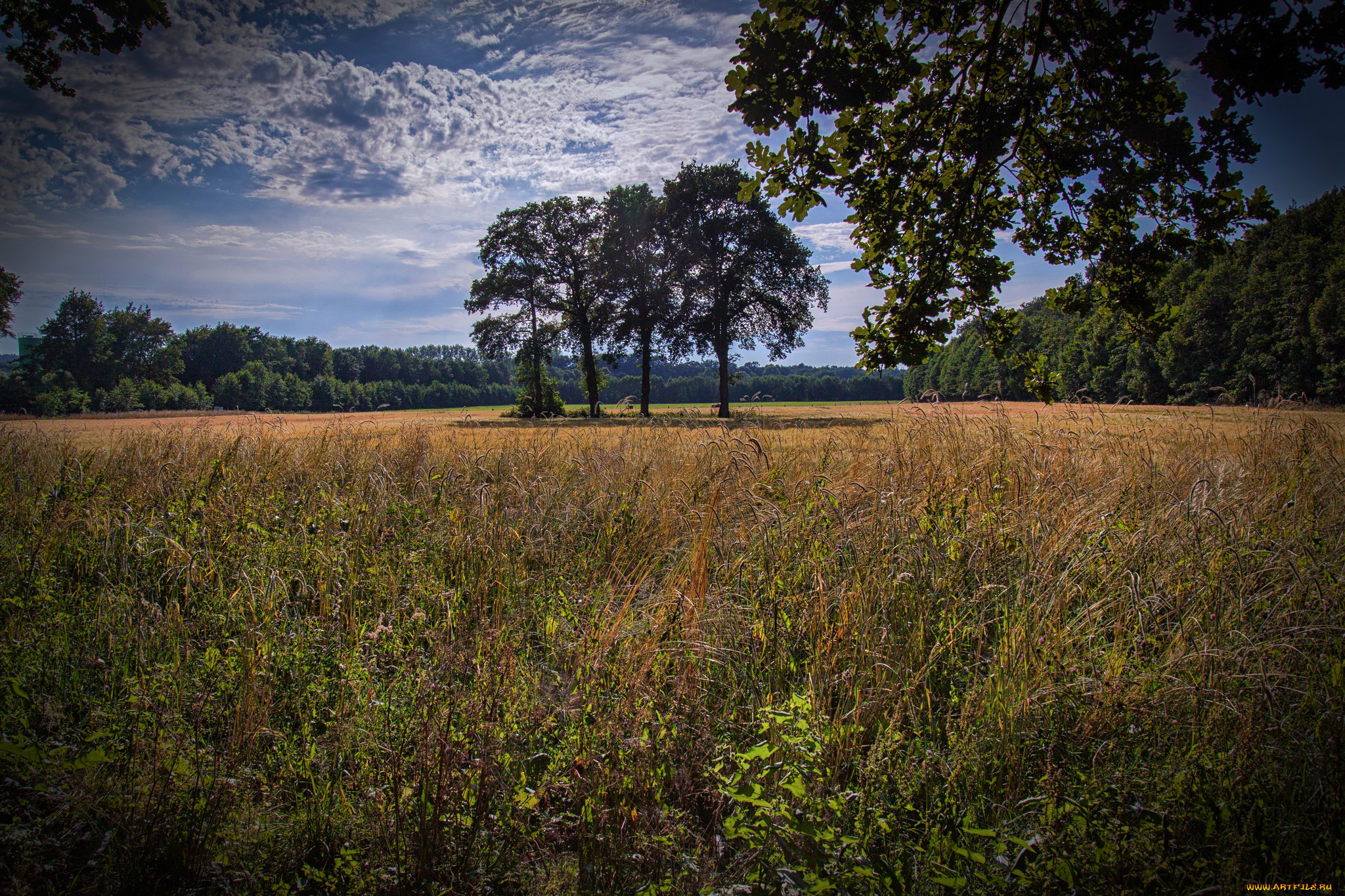 природа, пейзажи, простор