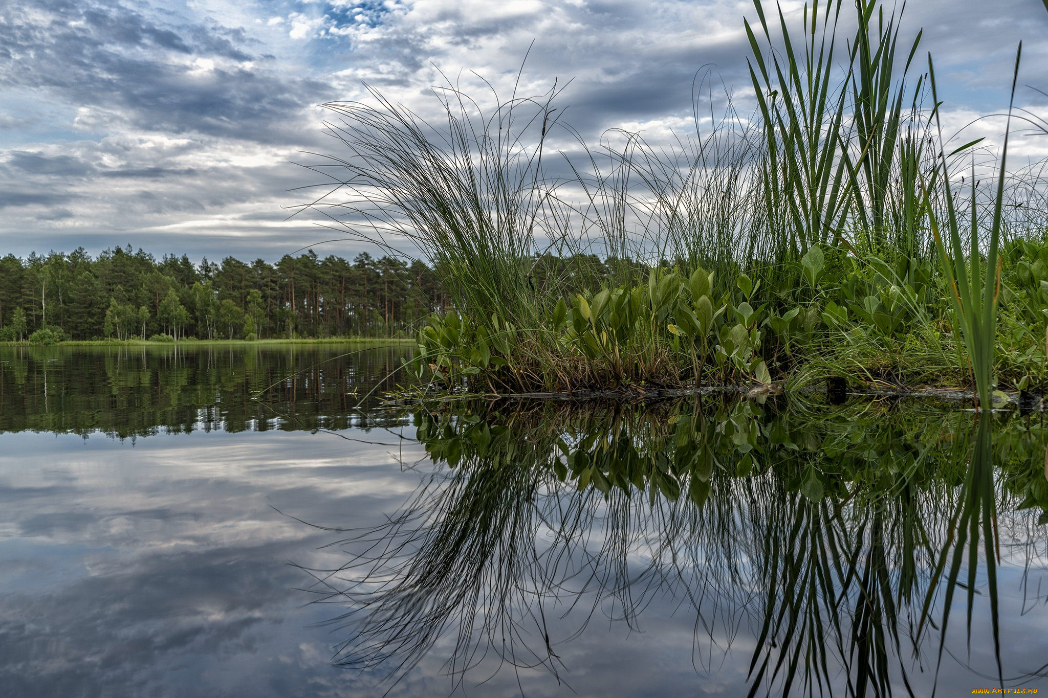 природа, реки, озера, река, лес