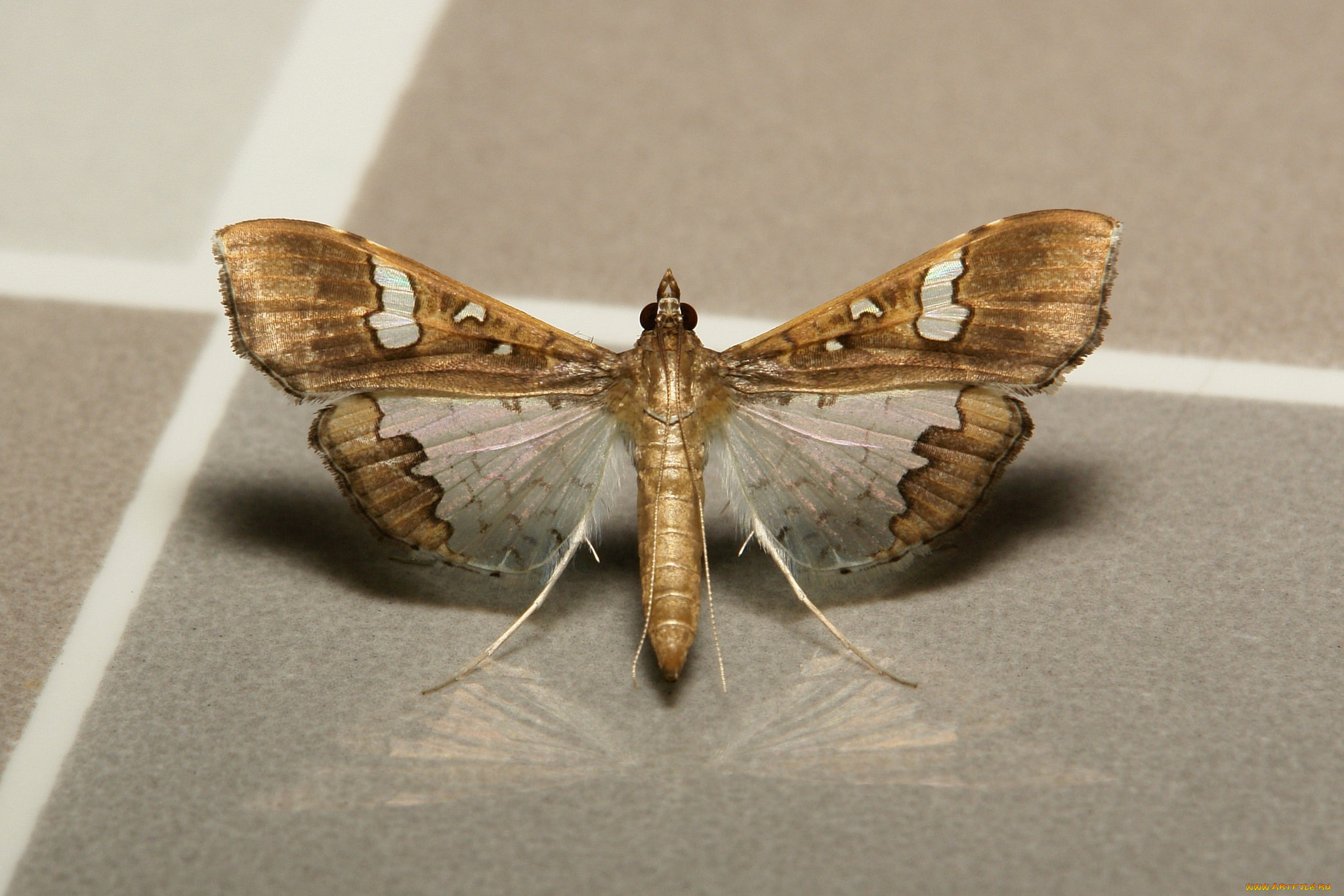 животные, бабочки, , мотыльки, , моли, моль