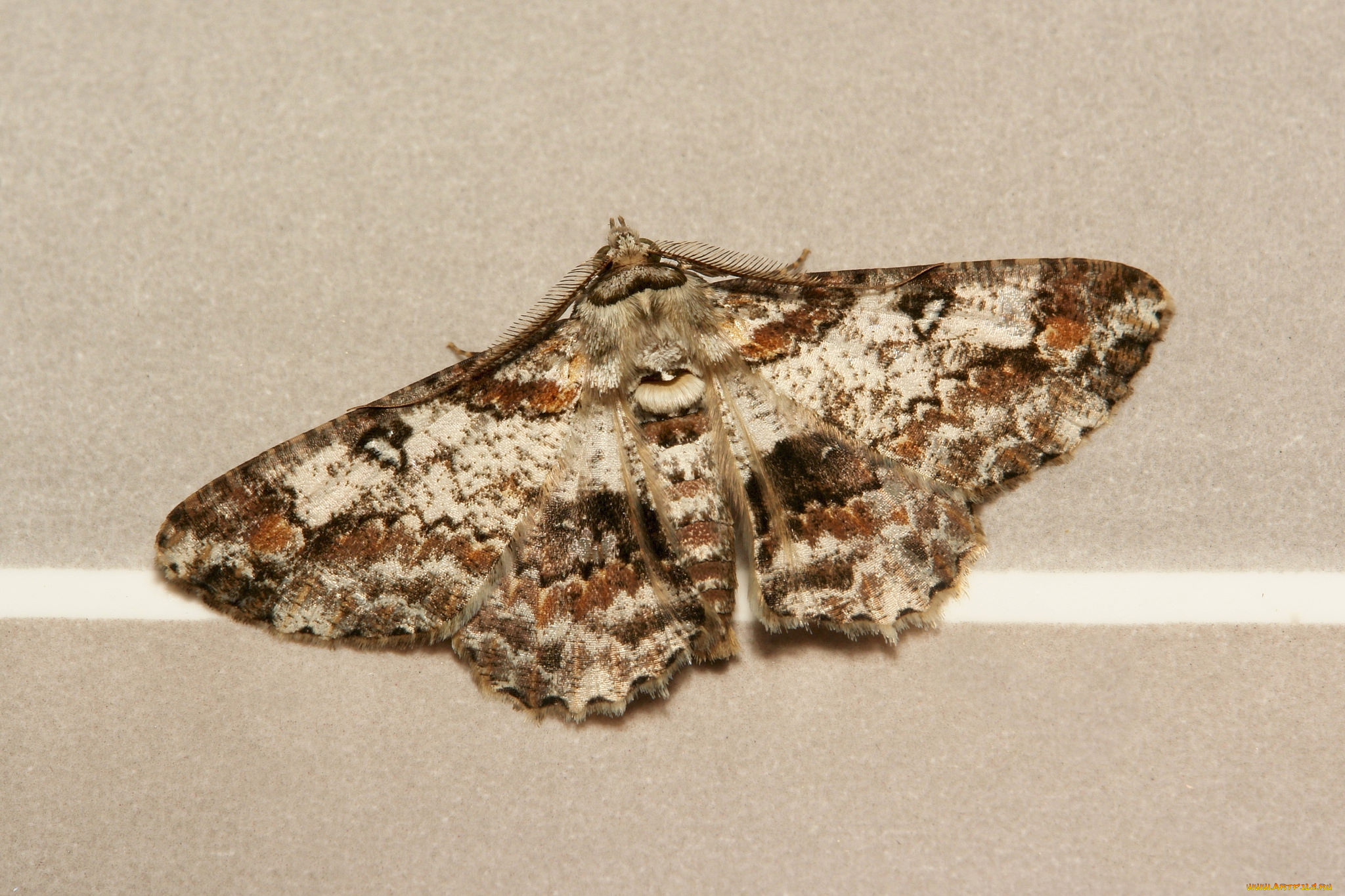 животные, бабочки, , мотыльки, , моли, моль