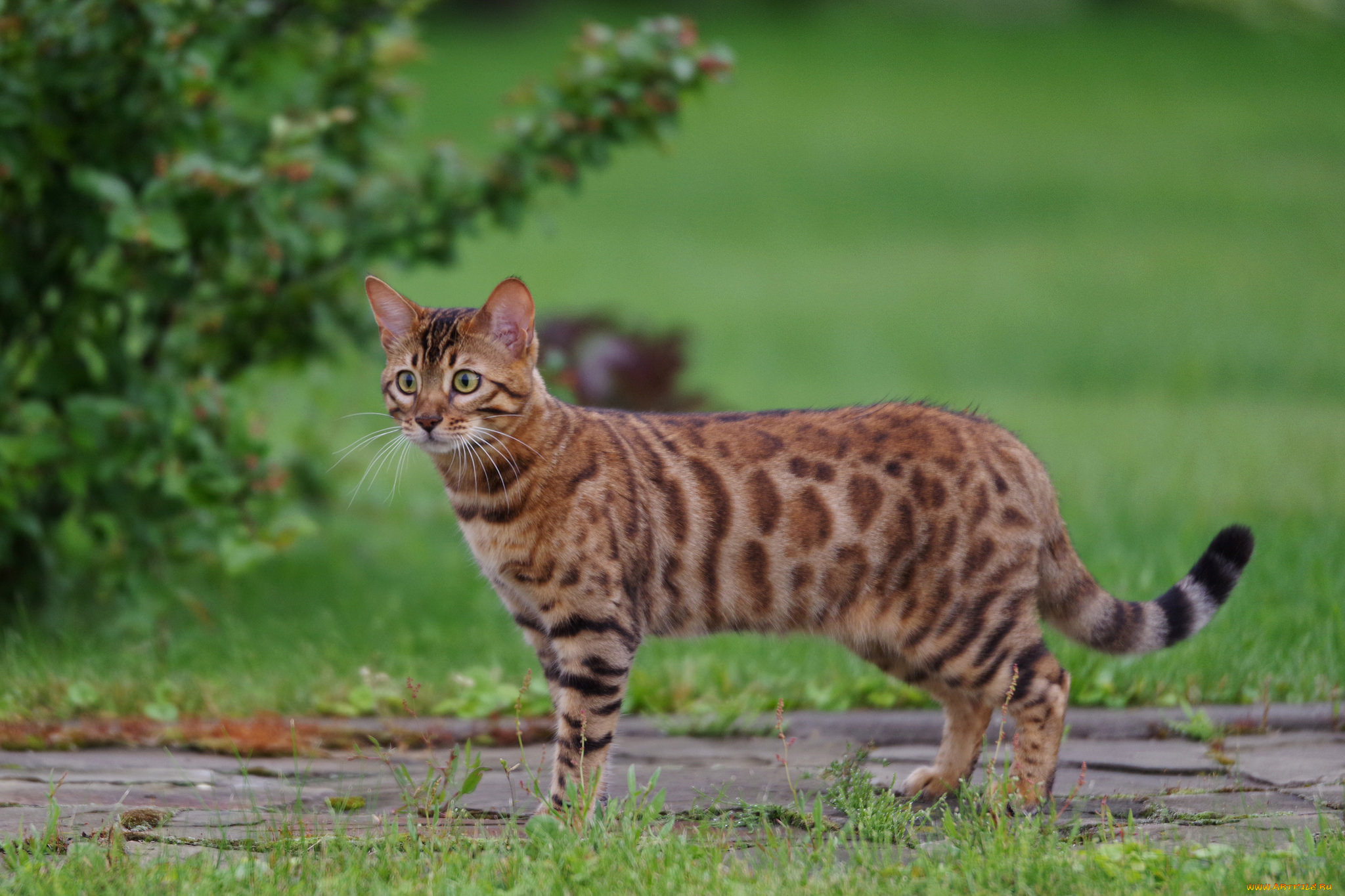 животные, коты, порода, шерсть, окрас, кошка, животное