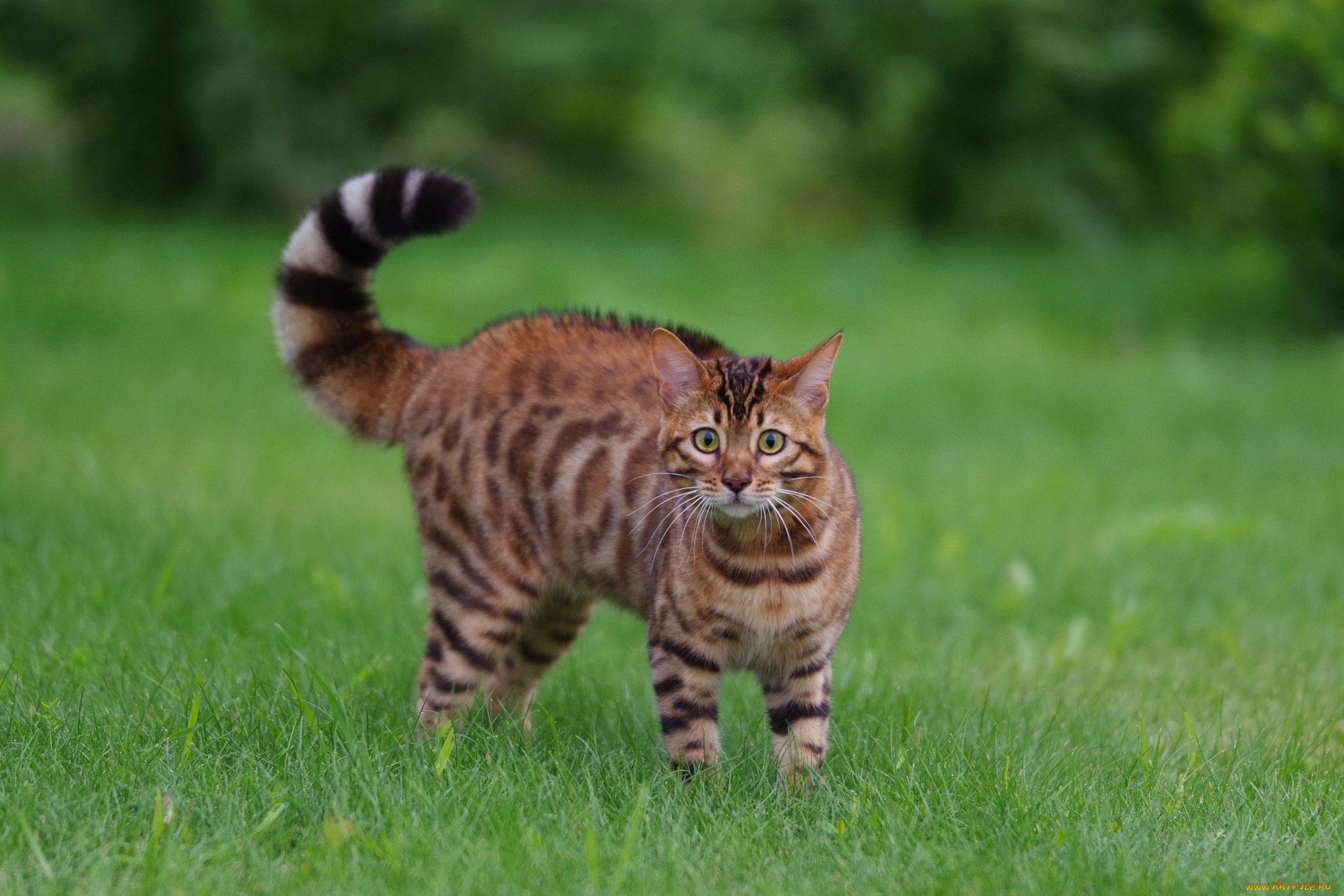 животные, коты, животное, шерсть, окрас, кошка, порода