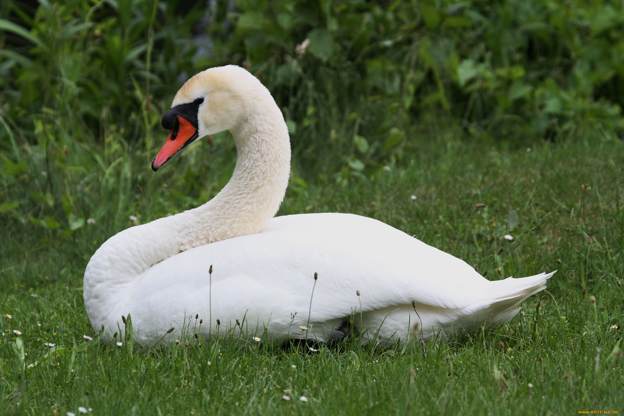 животные, лебеди, пара, красота, вода