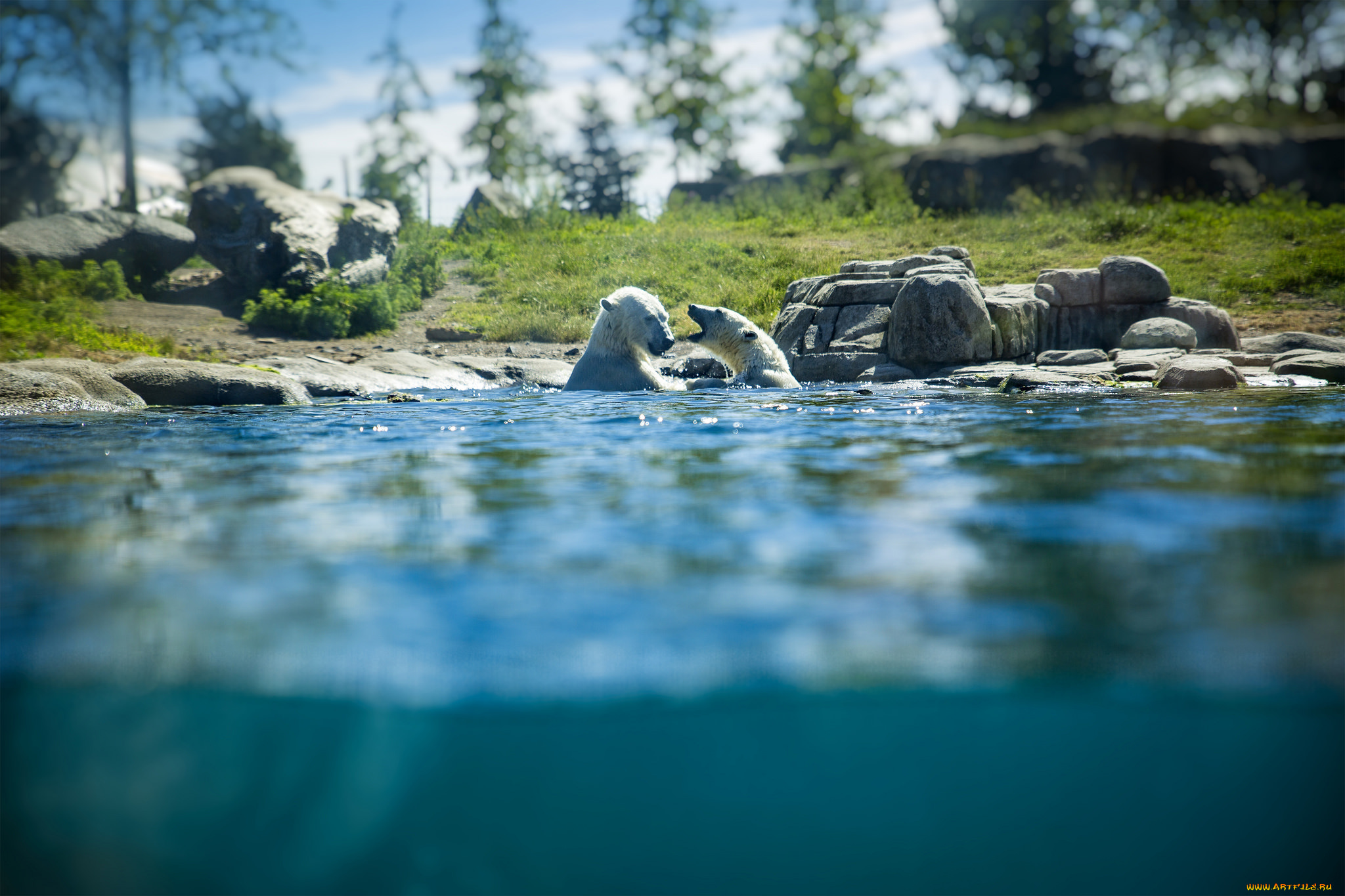 животные, медведи, большой, лапы, шерсть, мишка