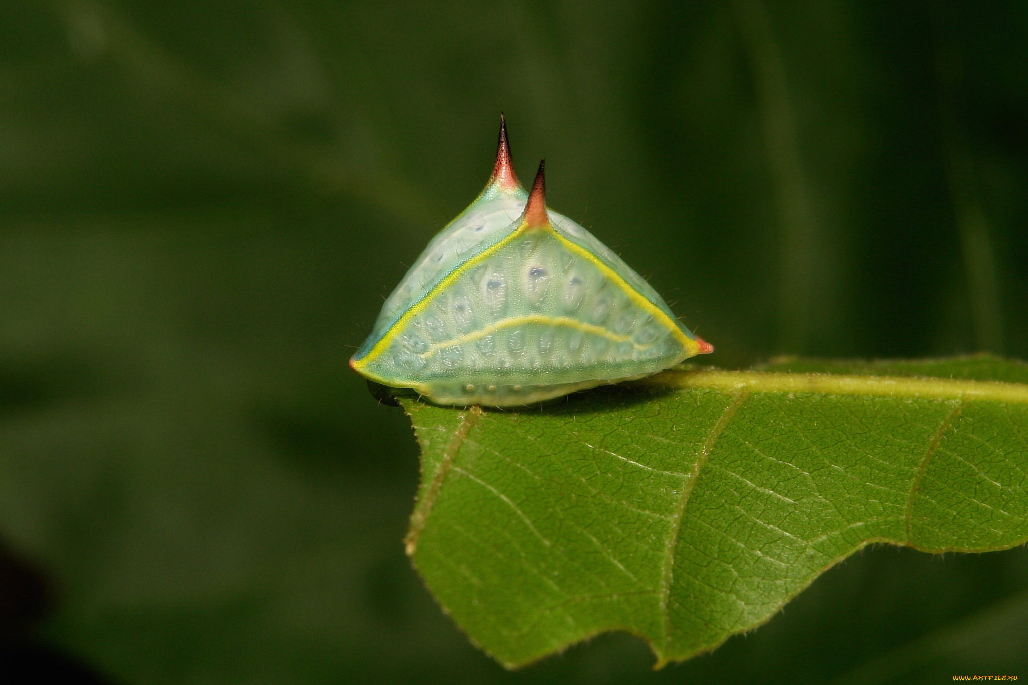 животные, насекомые, макро
