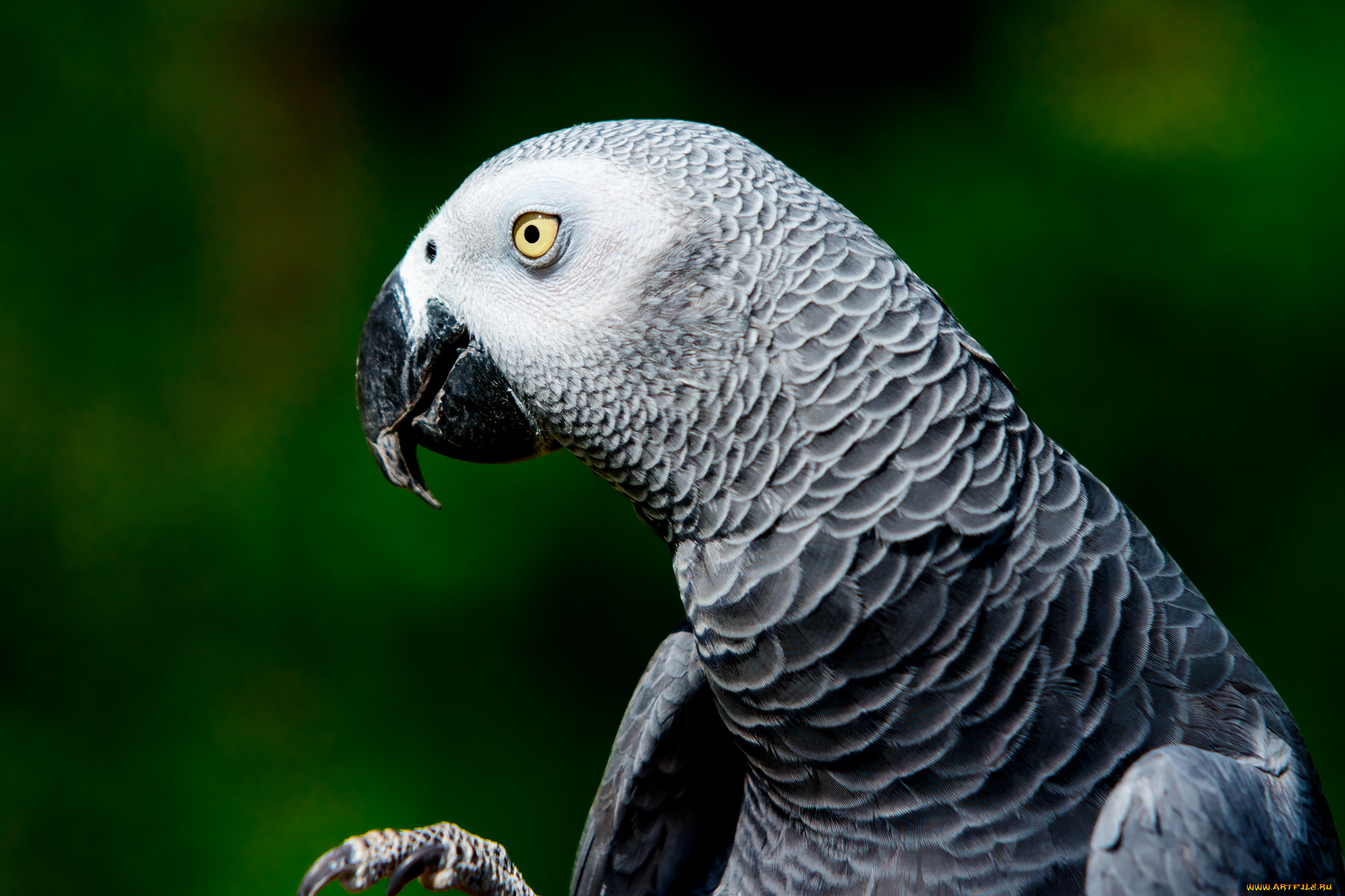 животные, попугаи, крылья, клюв, перья, окрас, попугай