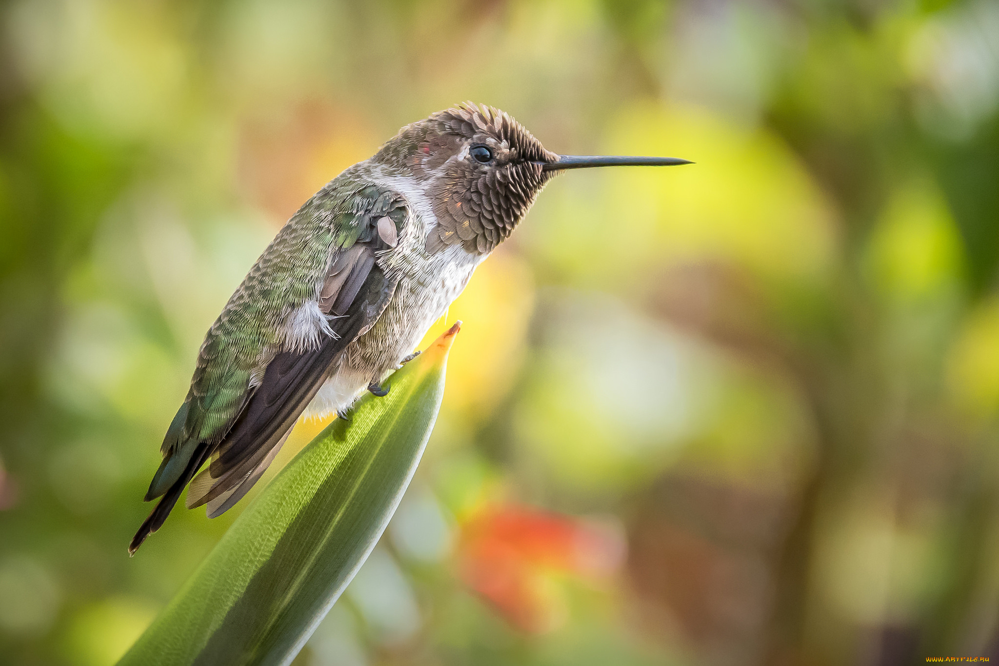 животные, птицы, перья, птица, милашка, окрас
