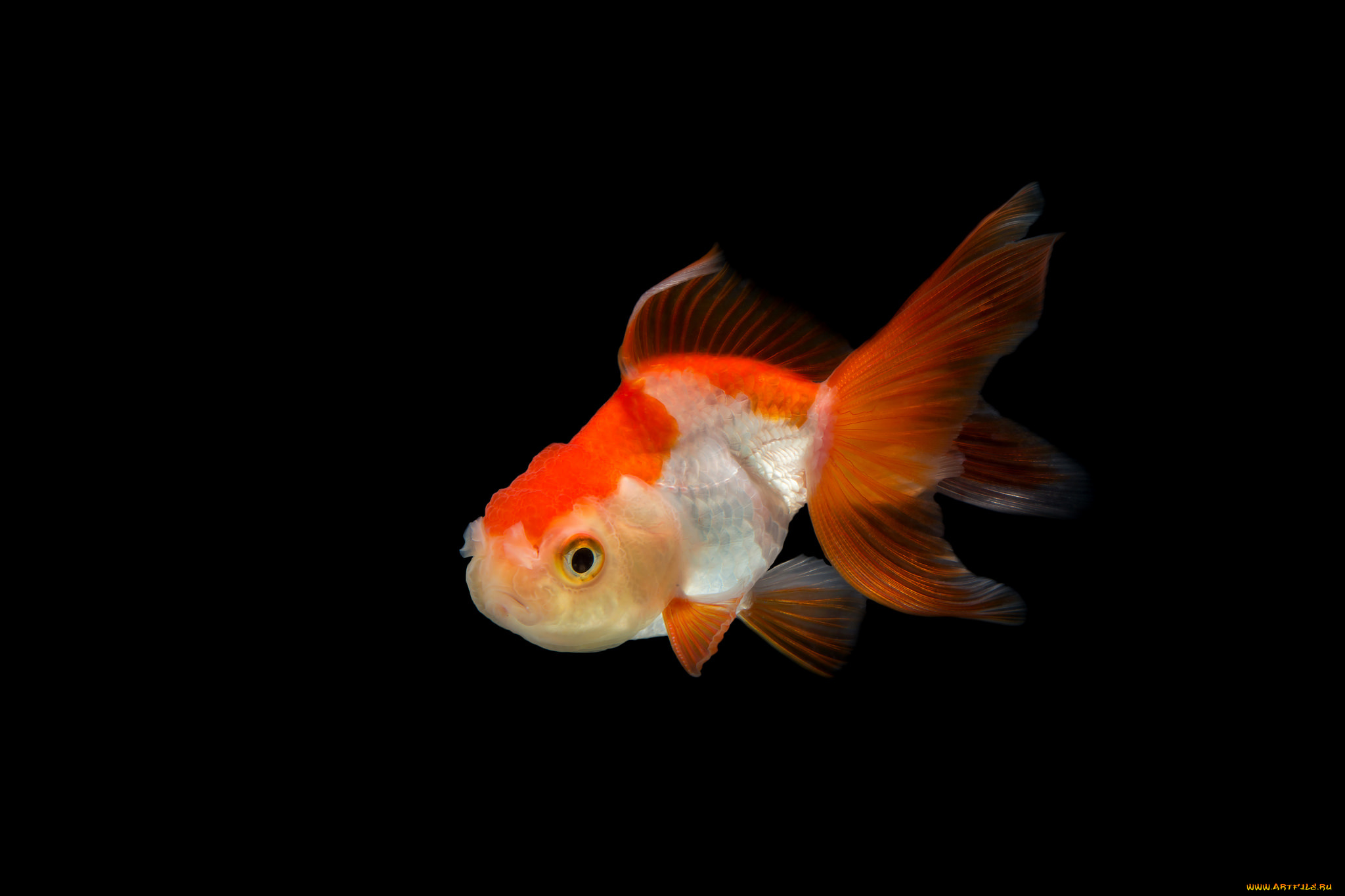 животные, рыбы, рыбка