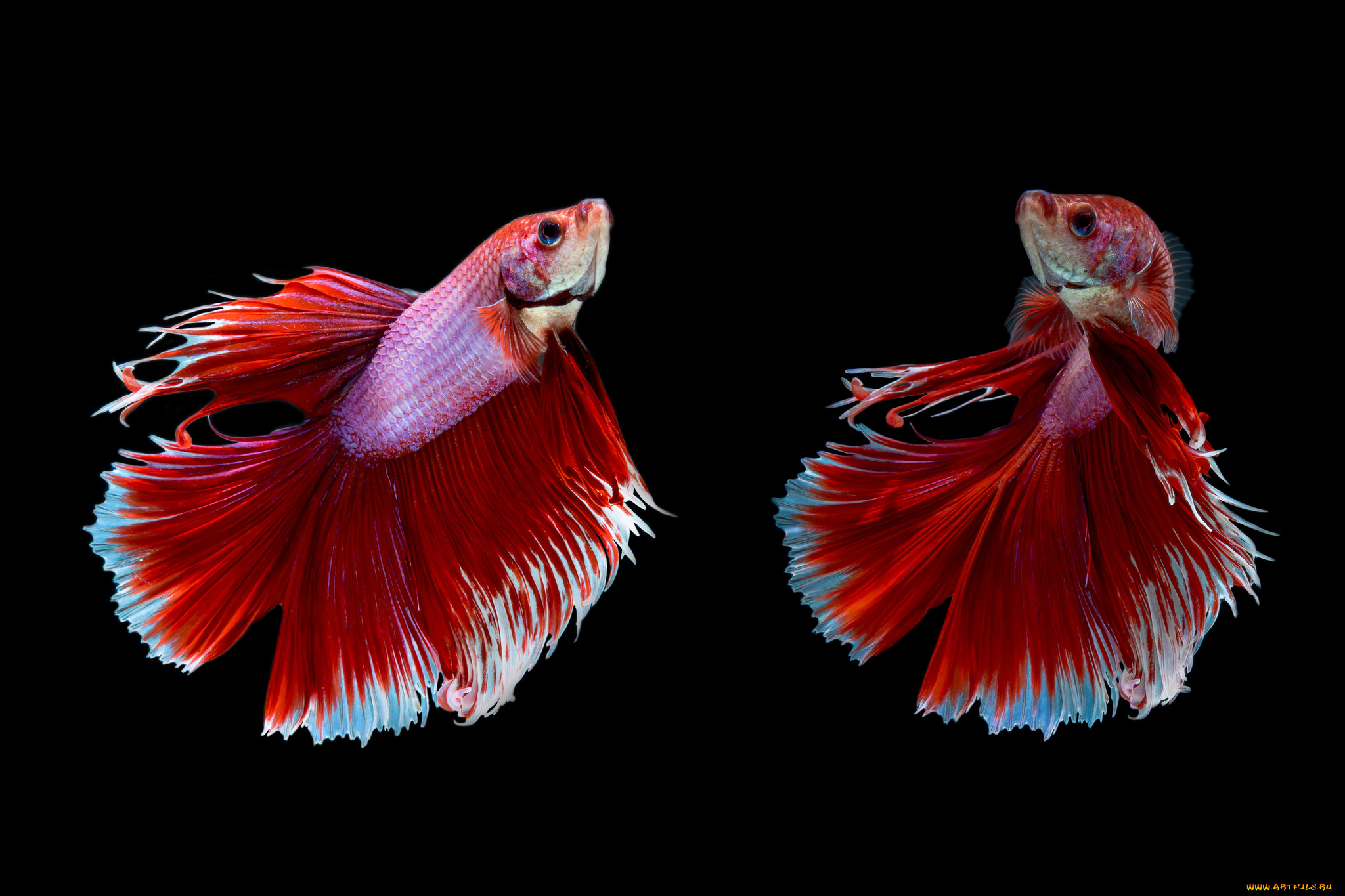 животные, рыбы, рыбка