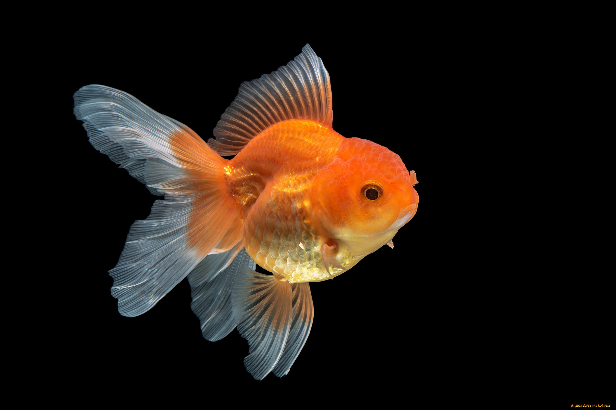 животные, рыбы, рыбка