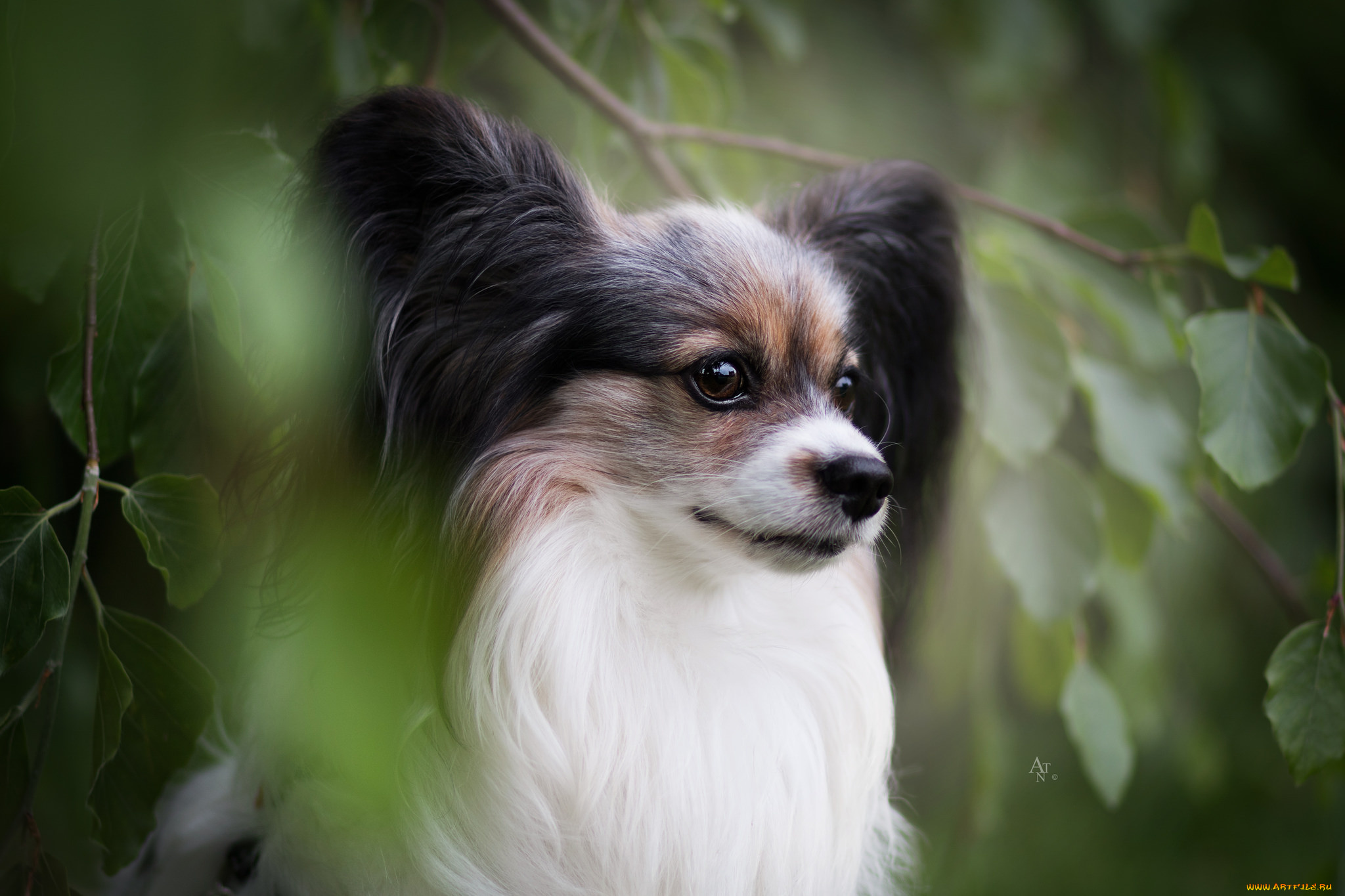 животные, собаки, животное, порода, собака, окрас, шерсть