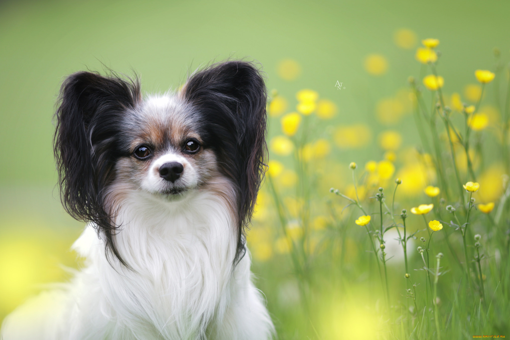 животные, собаки, животное, шерсть, порода, собака, окрас