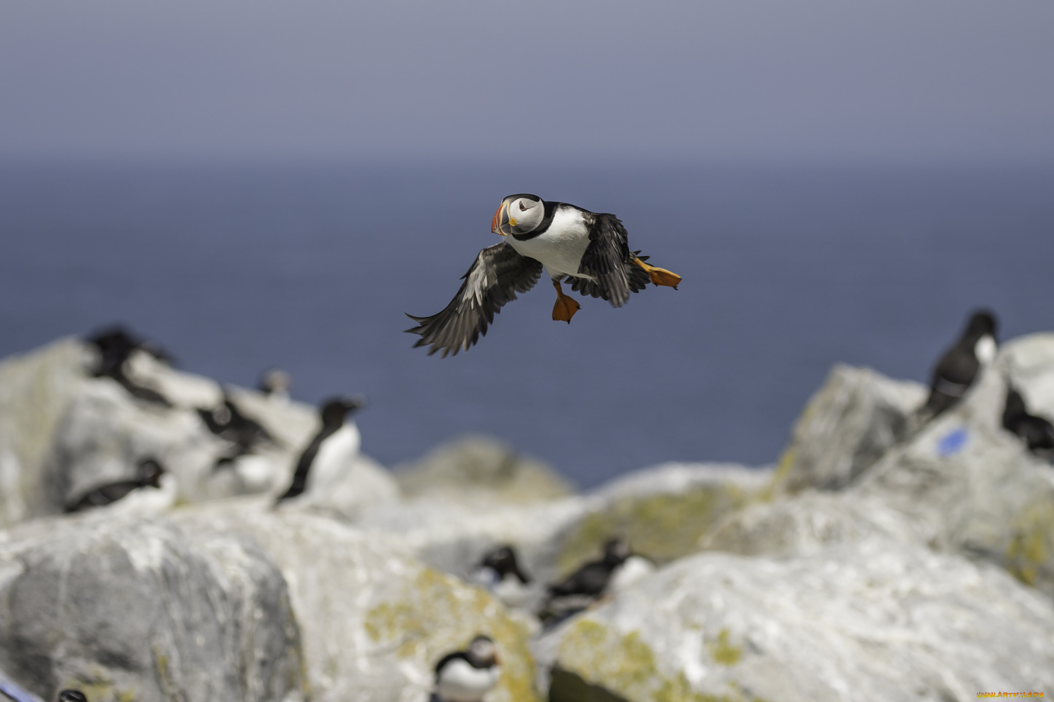животные, тупики, окрас, птица, тупик, перья