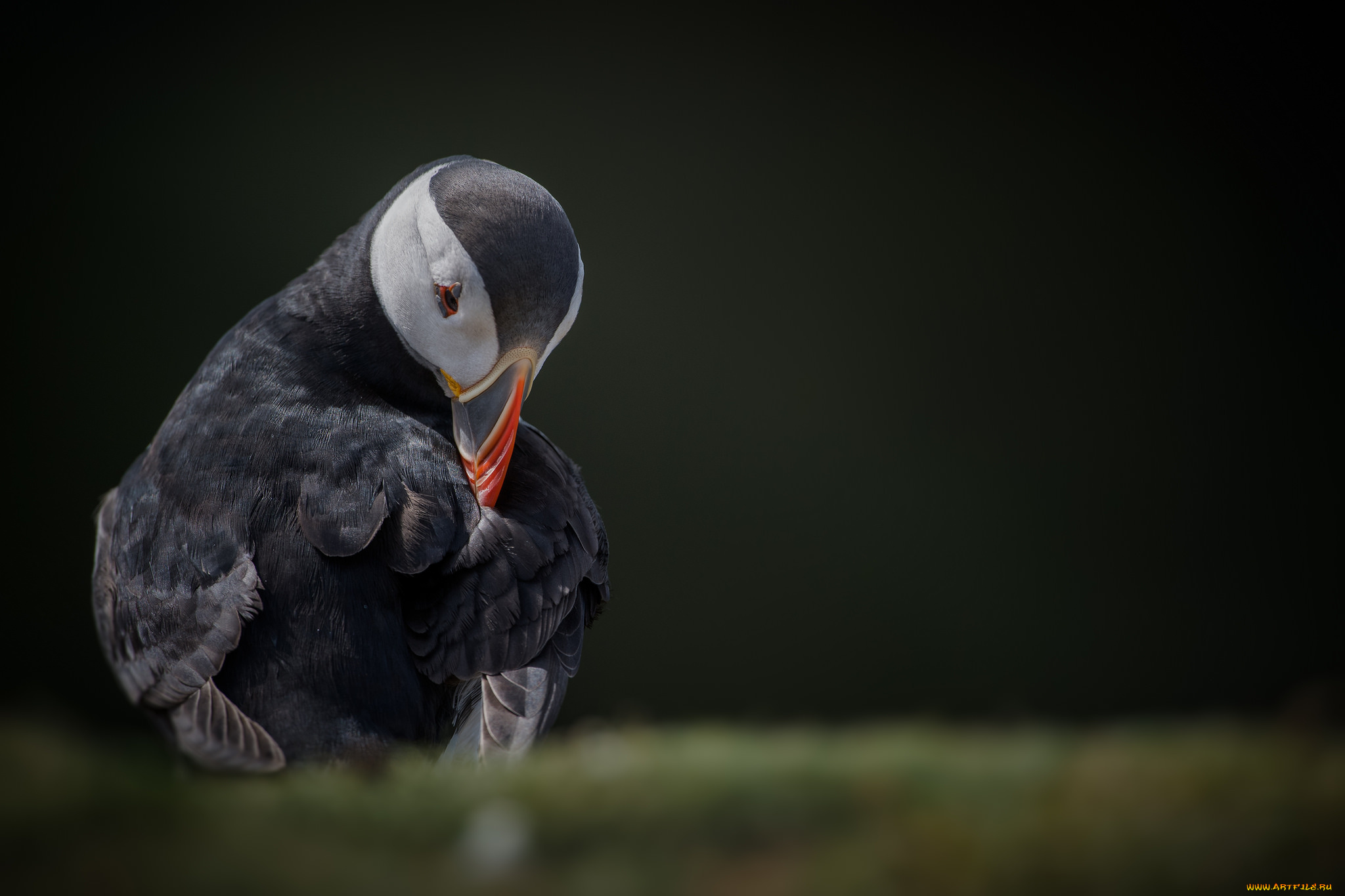 животные, тупики, перья, птица, тукан, окрас, клюв