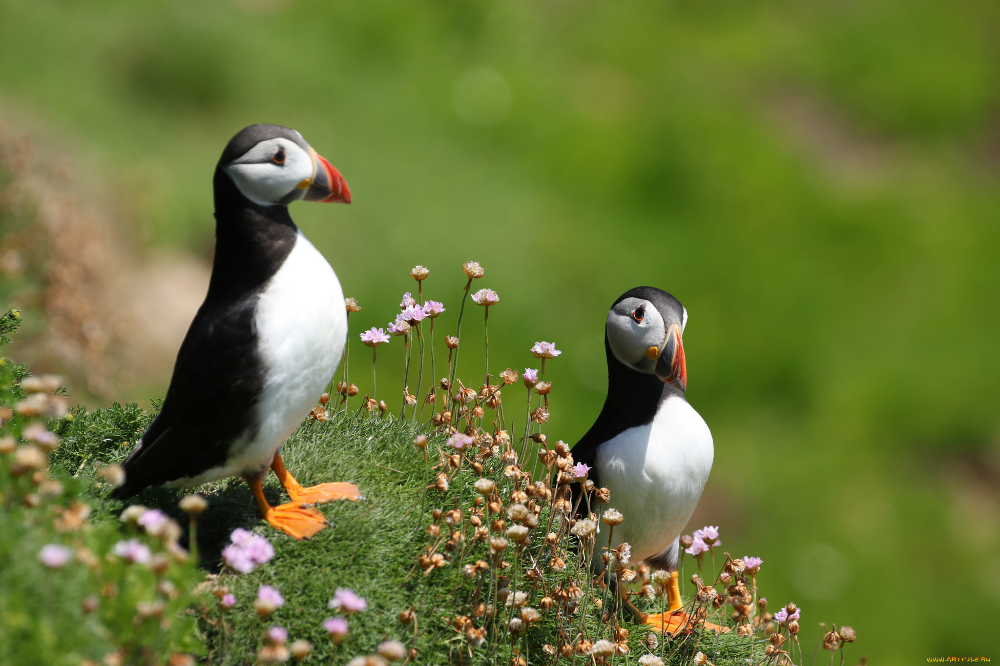 животные, тупики, тупик, окрас, перья, птица