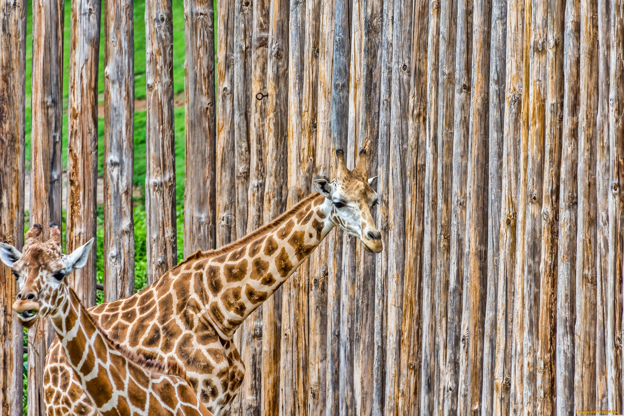 животные, жирафы, окрас, жираф, животное, шея