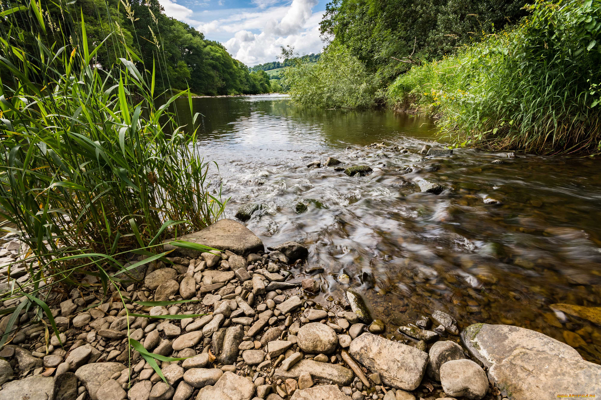 природа, реки, озера, река, лес