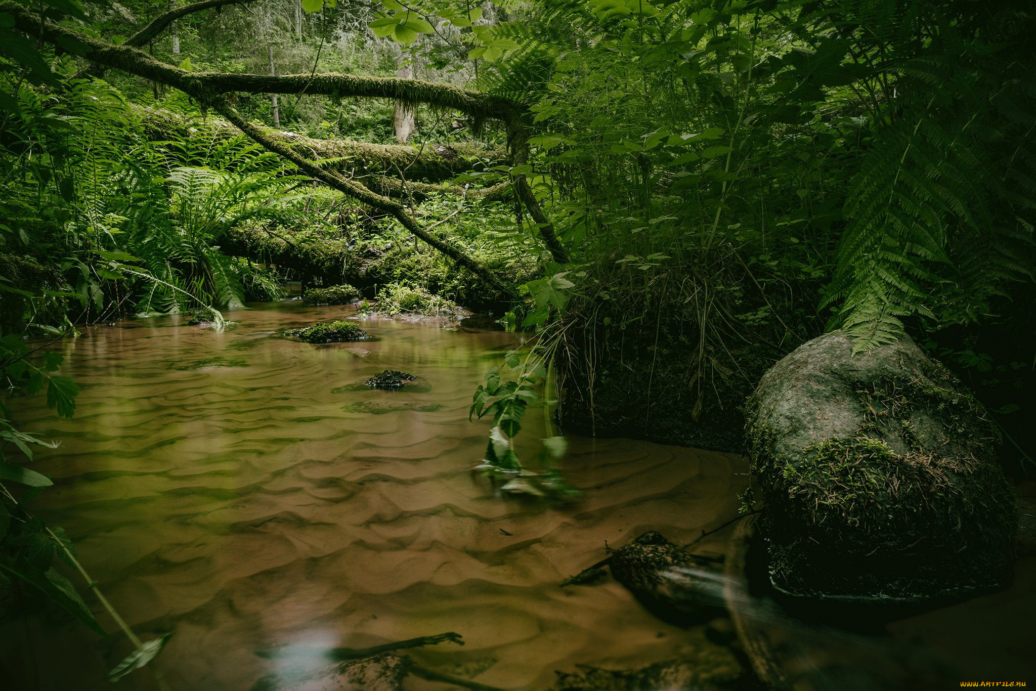 природа, реки, озера, река, лес