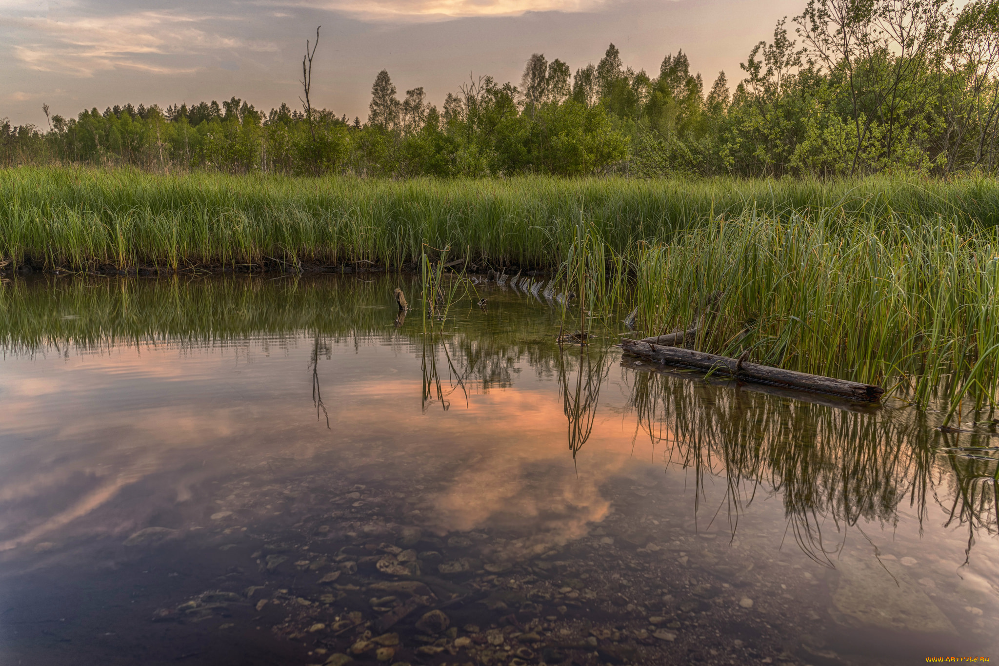 природа, реки, озера, река, лес