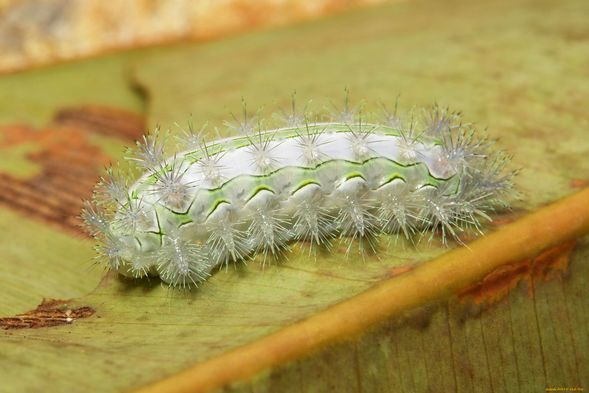 животные, гусеницы, гусеница