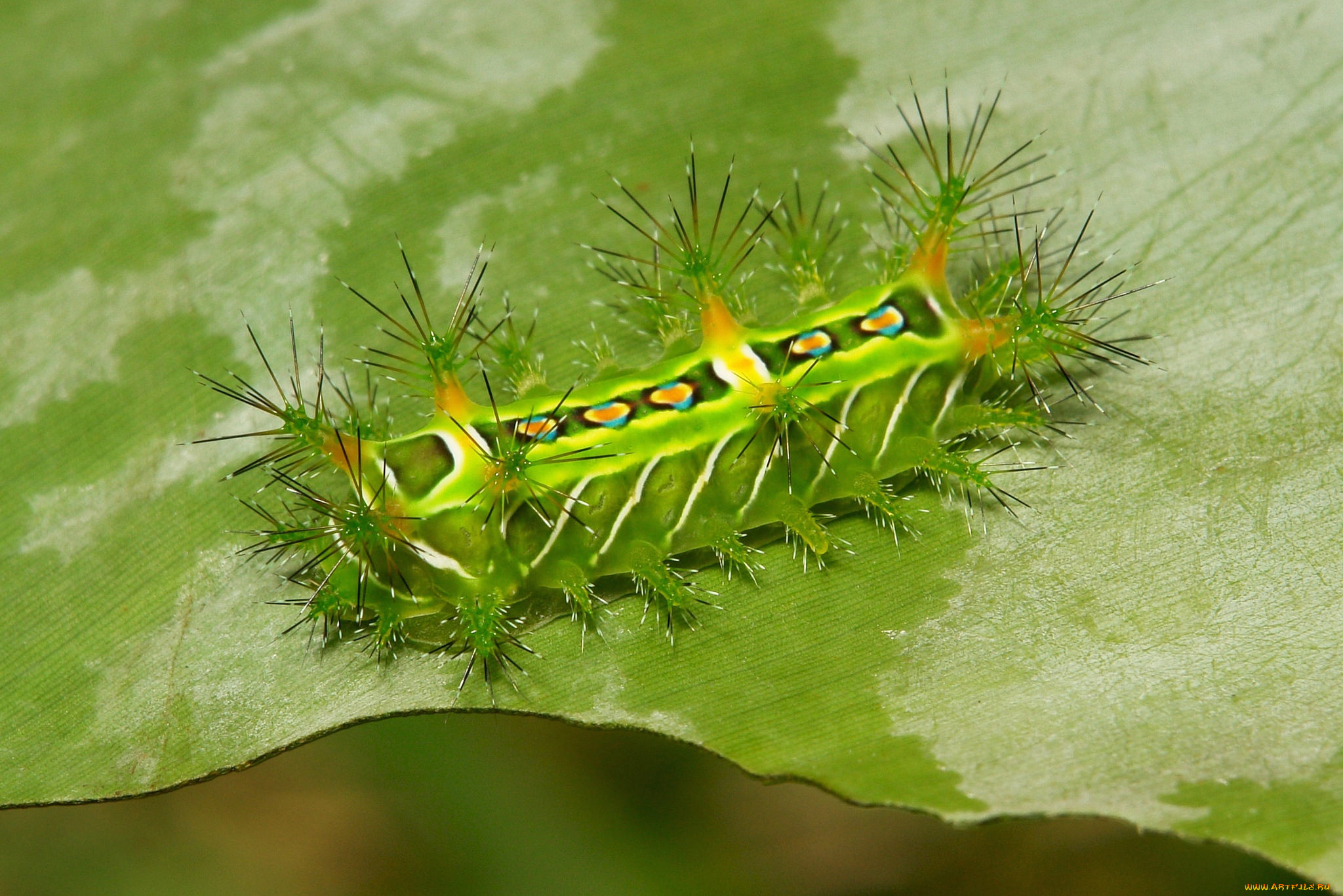 животные, гусеницы, макро