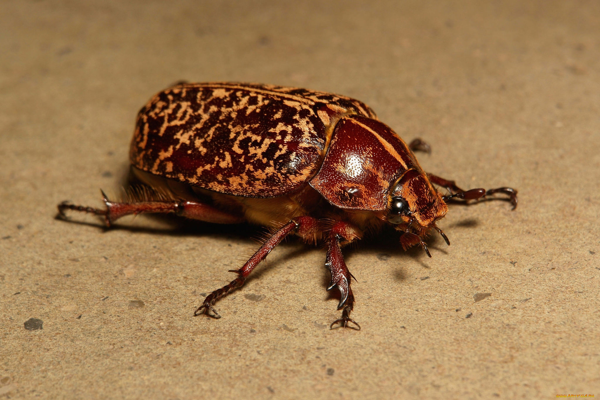 животные, насекомые, жук