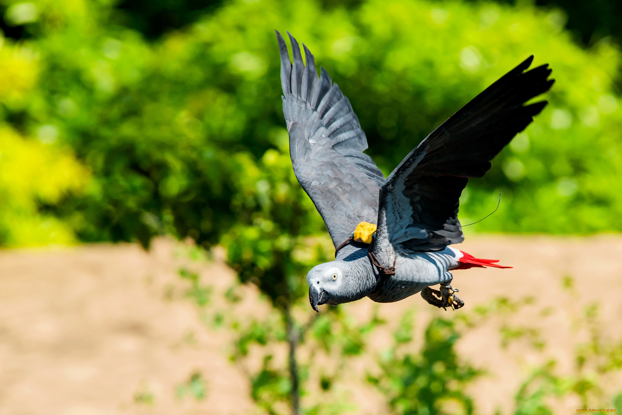 животные, попугаи, перья, попугай, птица, окрас