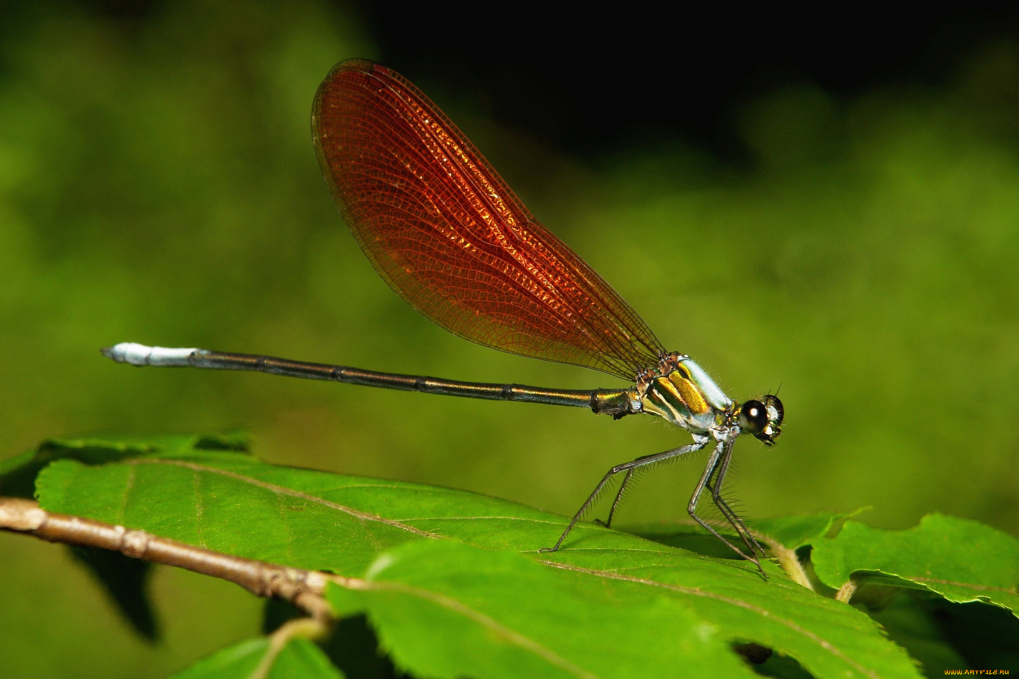 животные, стрекозы, стрекоза