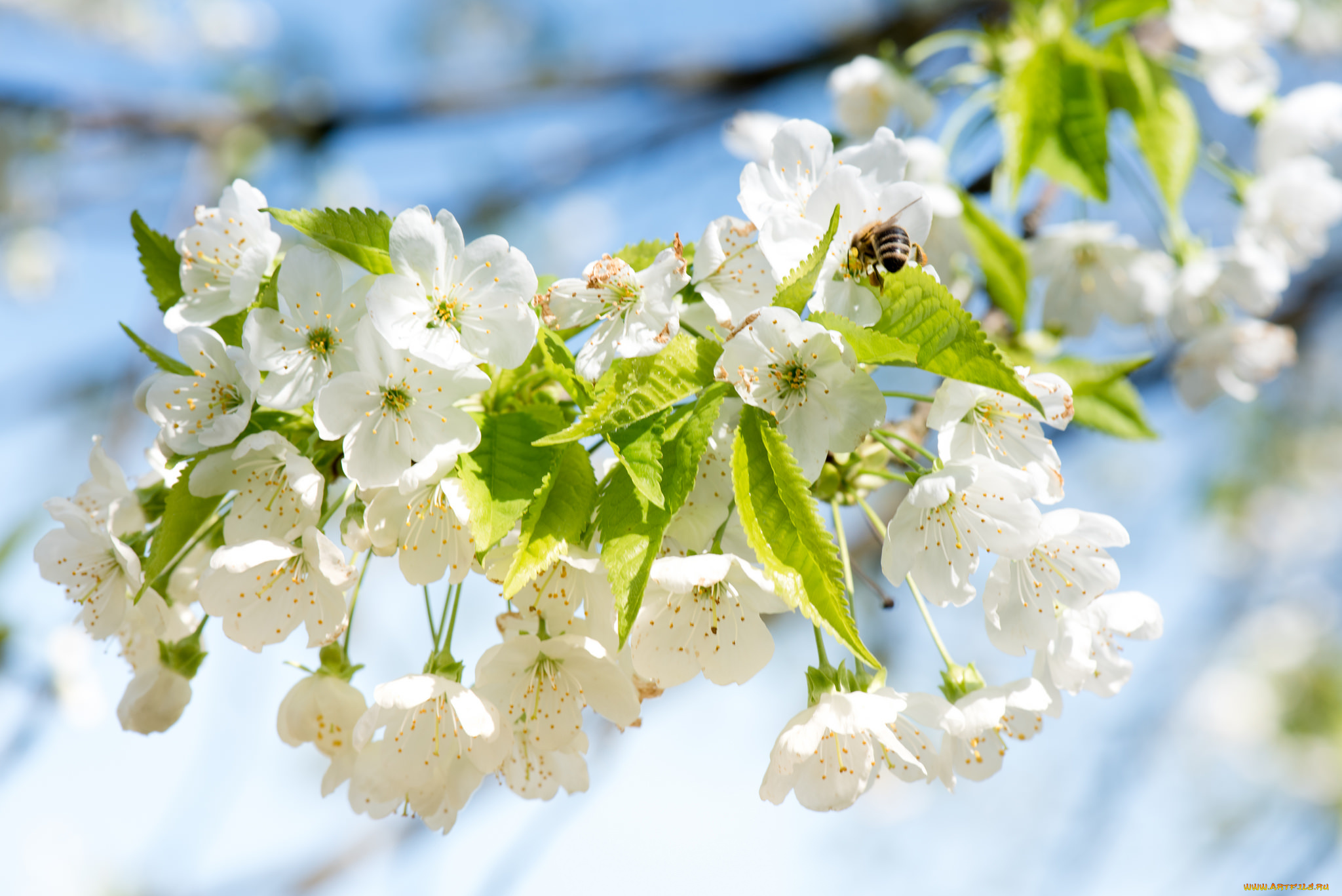 цветы, цветущие, деревья, , , кустарники, ветка, листья, цветки, цветущая, веточка