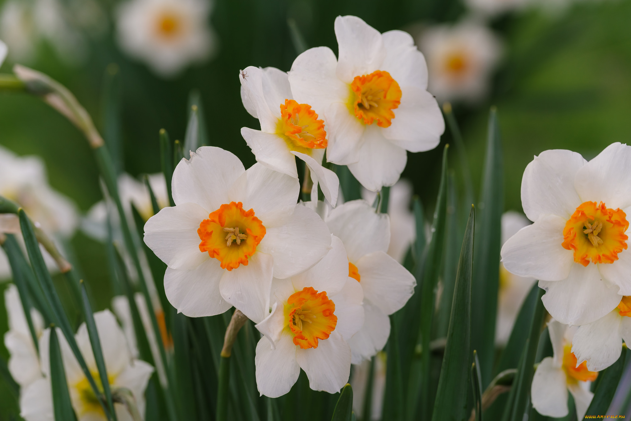 цветы, нарциссы, цветение, лепестки