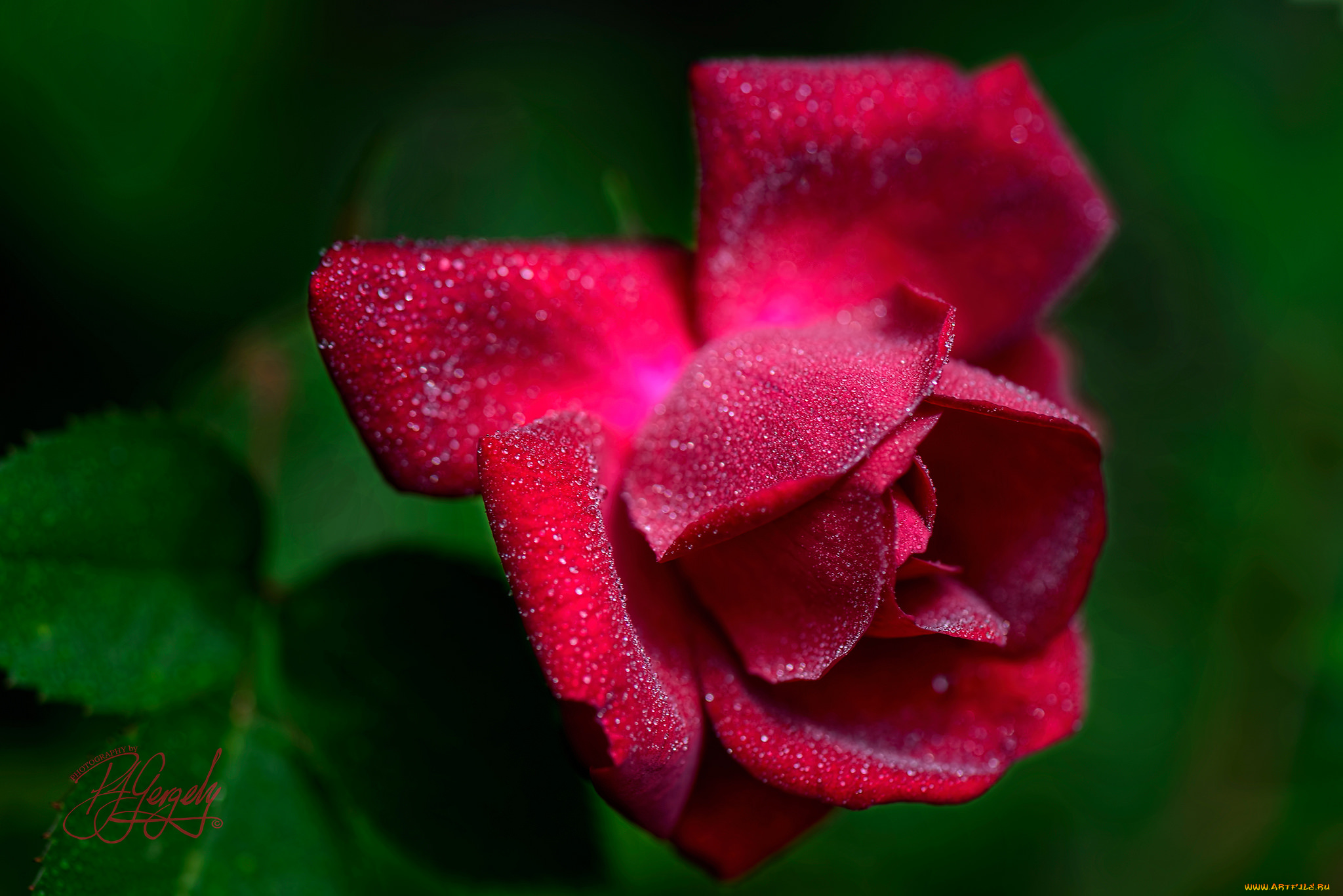 цветы, розы, blossoms, leaves, petals, bud, rose, листья, лепестки, бутон, роза, цветение