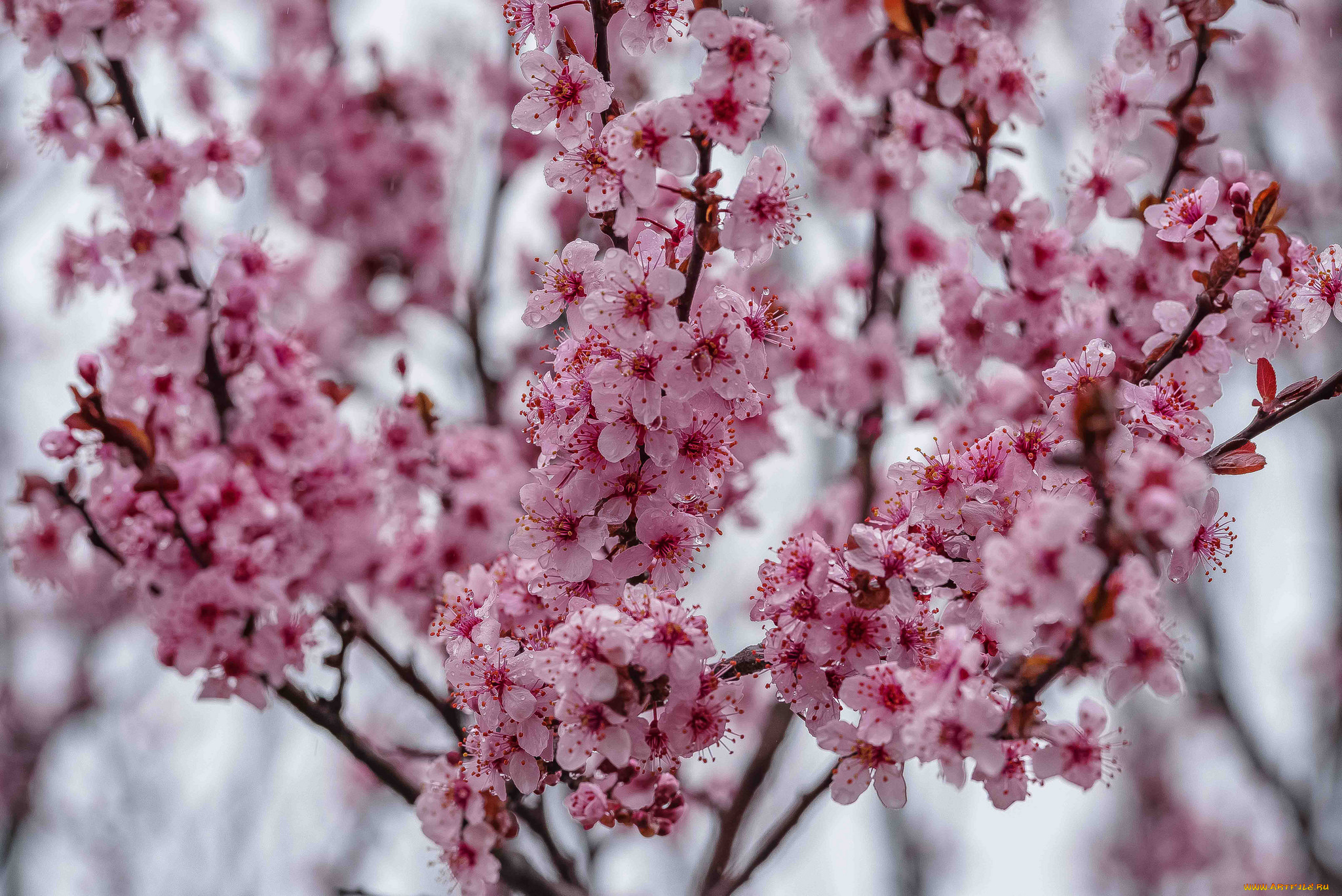 цветы, сакура, , вишня, ветки