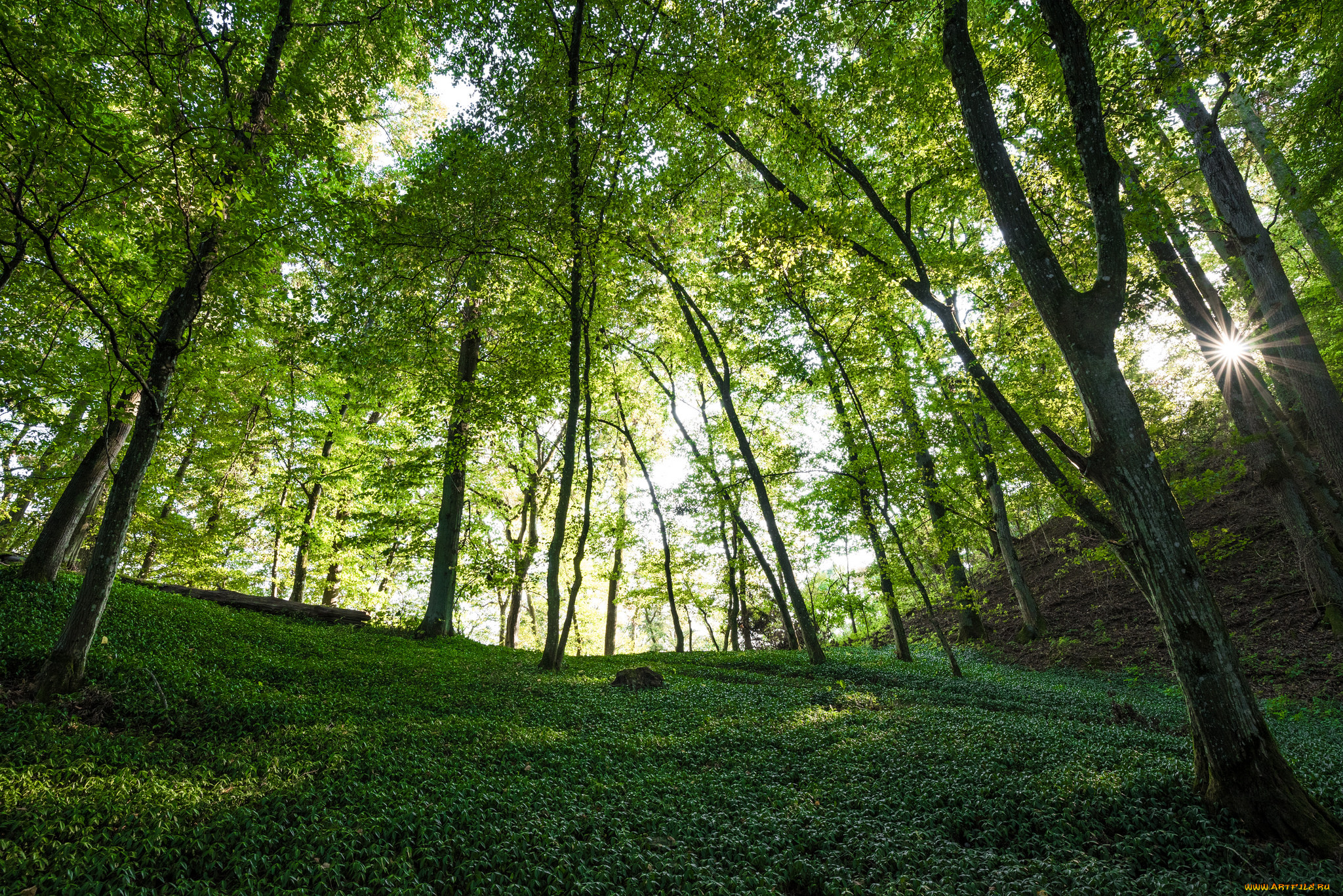 природа, лес, деревья
