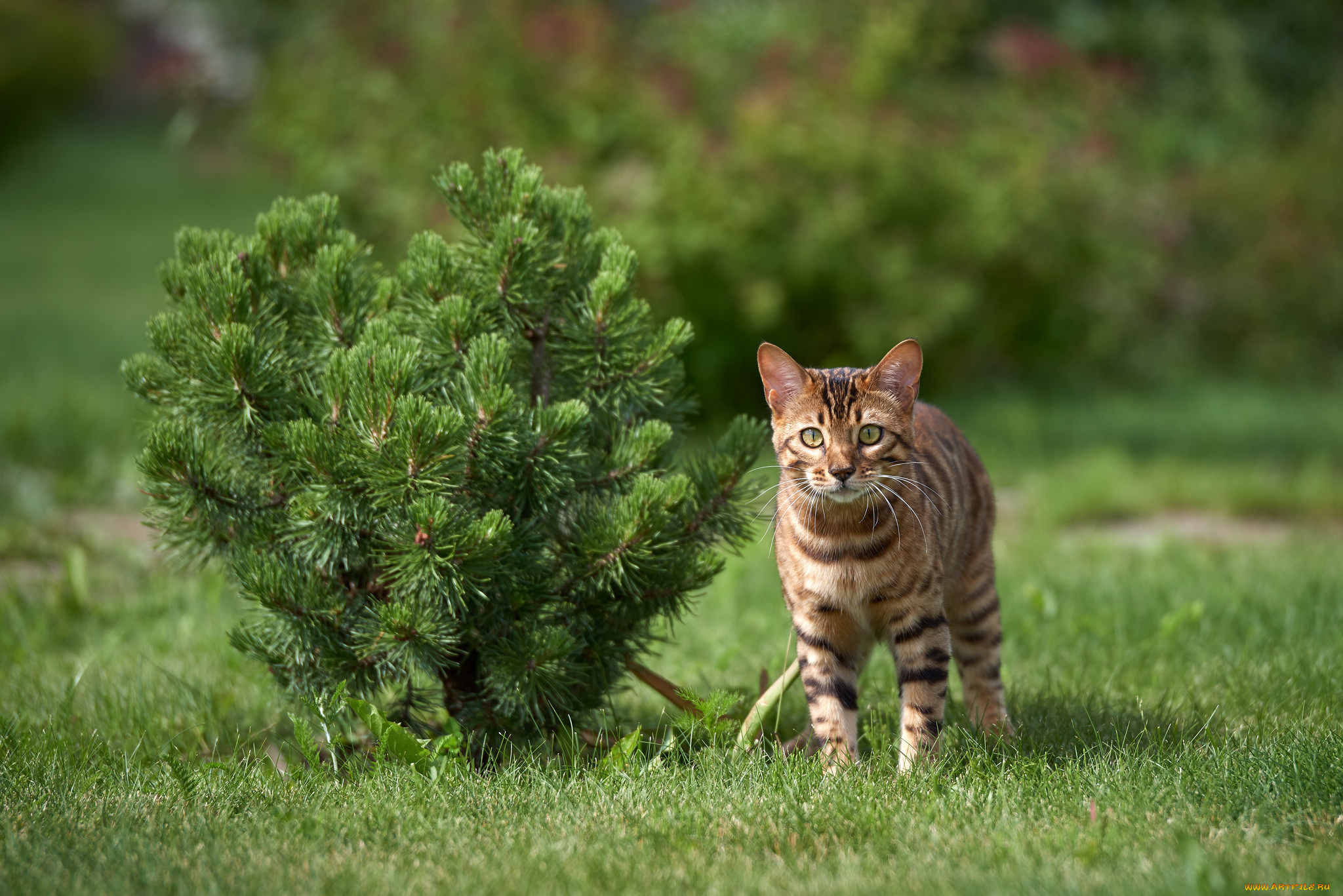 животные, коты, окрас, животное, шерсть, кошка, порода