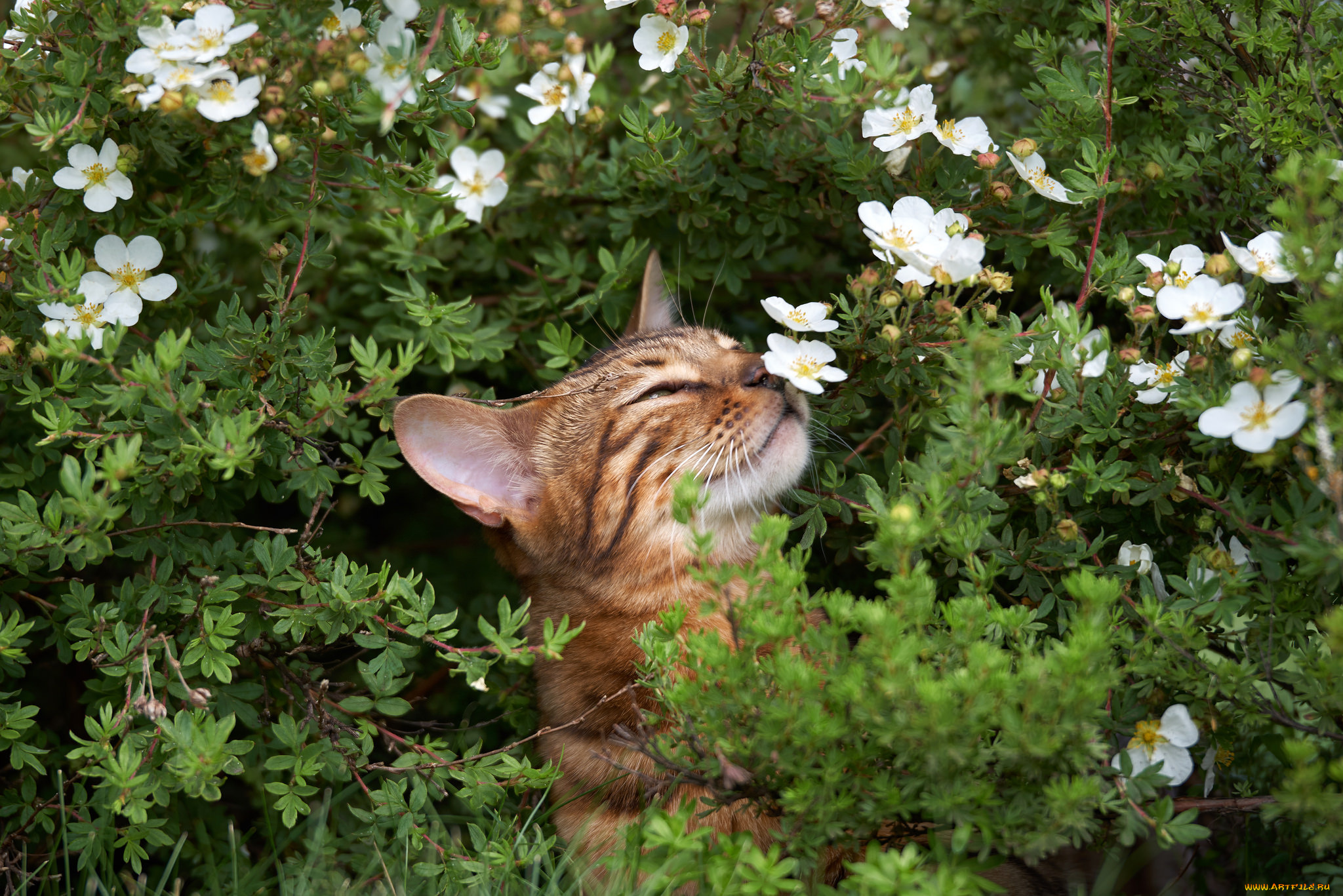 животные, коты, порода, животное, шерсть, окрас, кошка