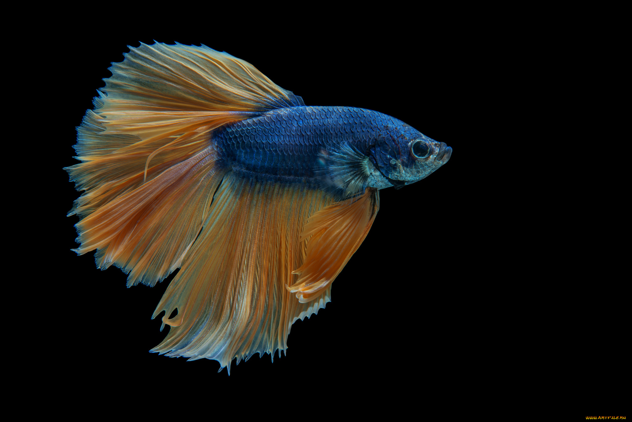 животные, рыбы, рыбка