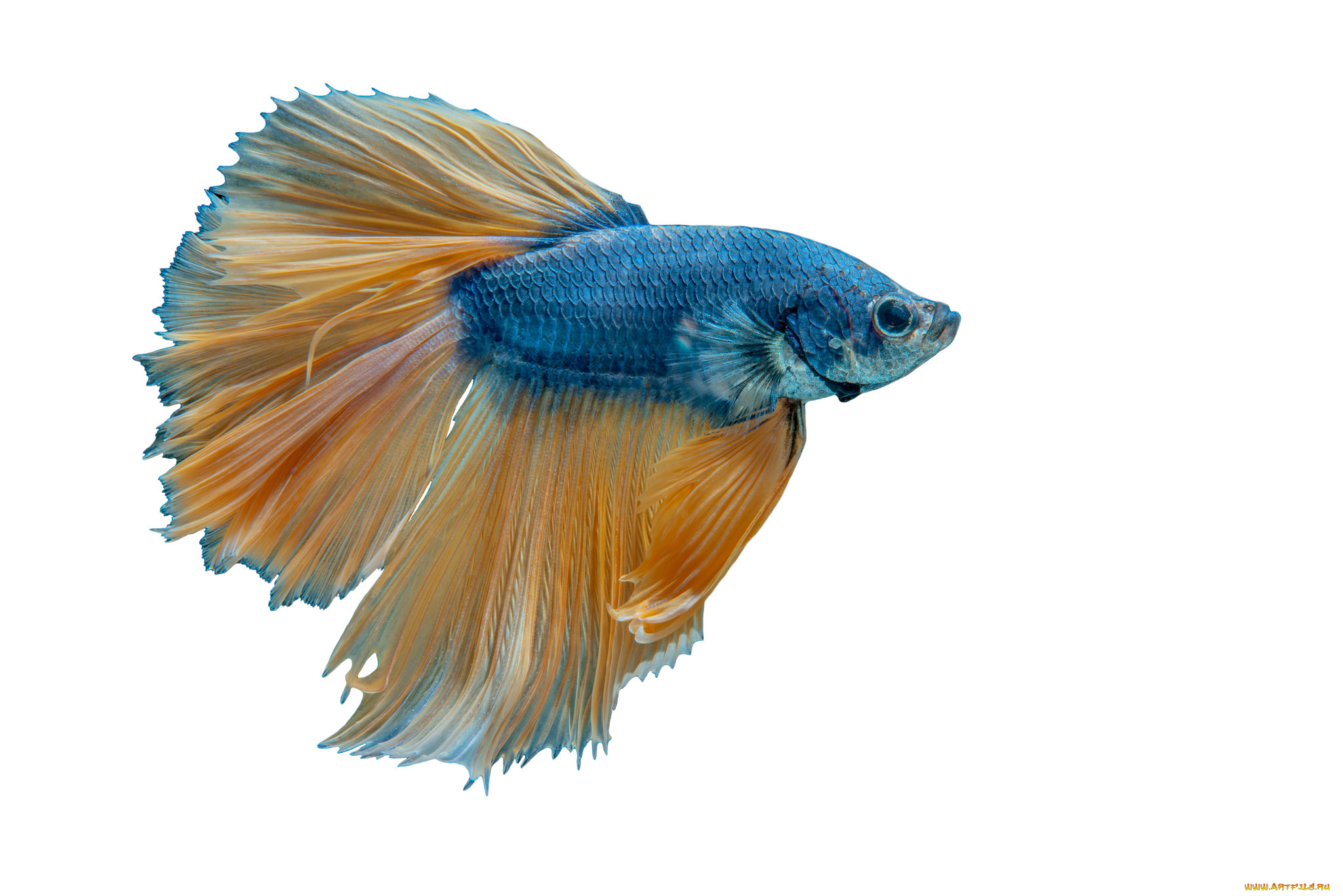 животные, рыбы, рыбка