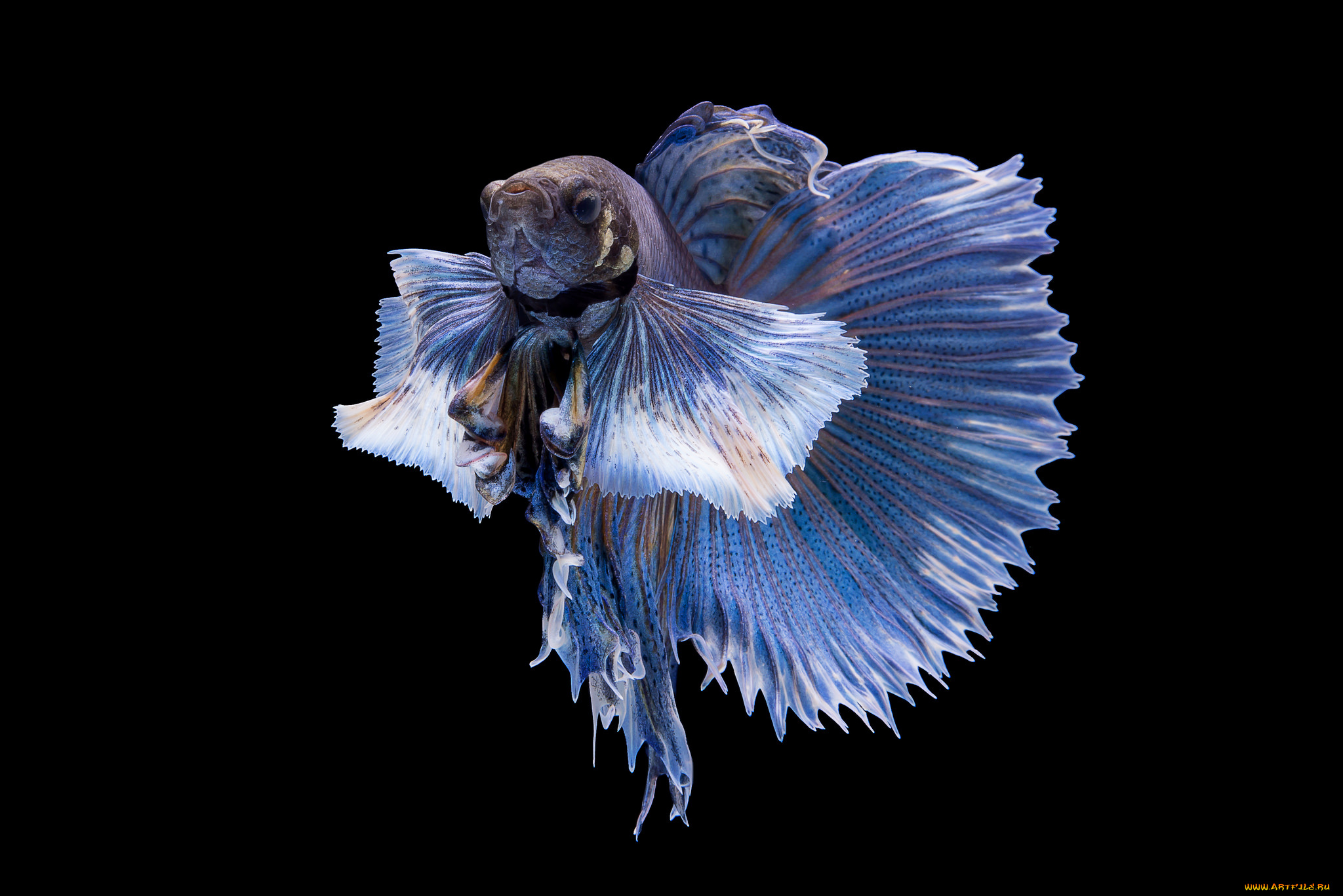 животные, рыбы, рыбка